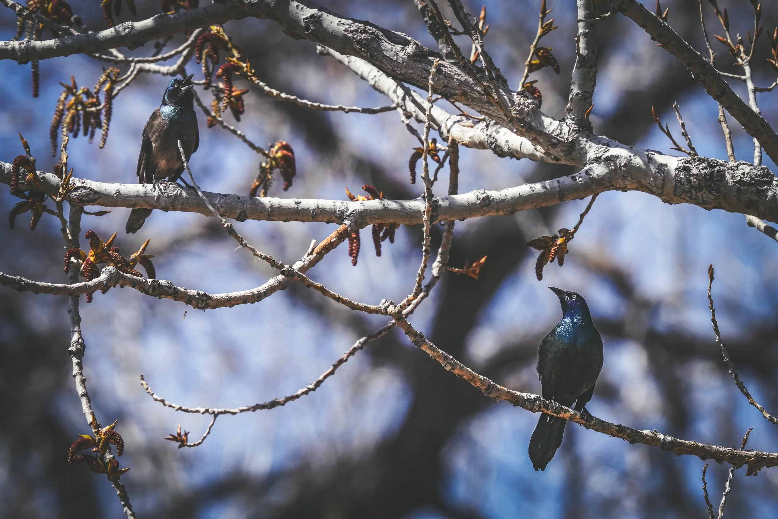 Common Grackles