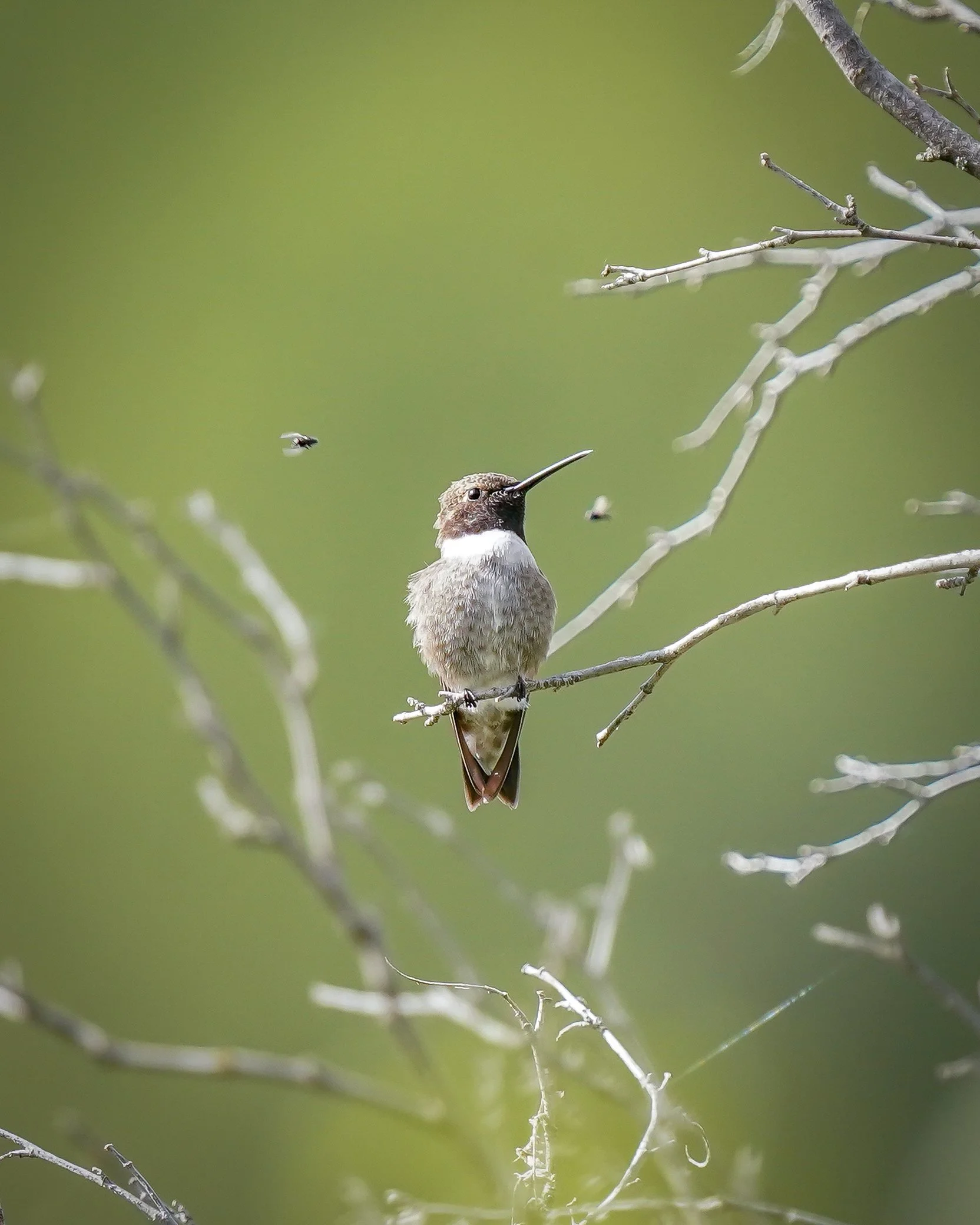 Black-chinned Hummingbird with some flying snacks