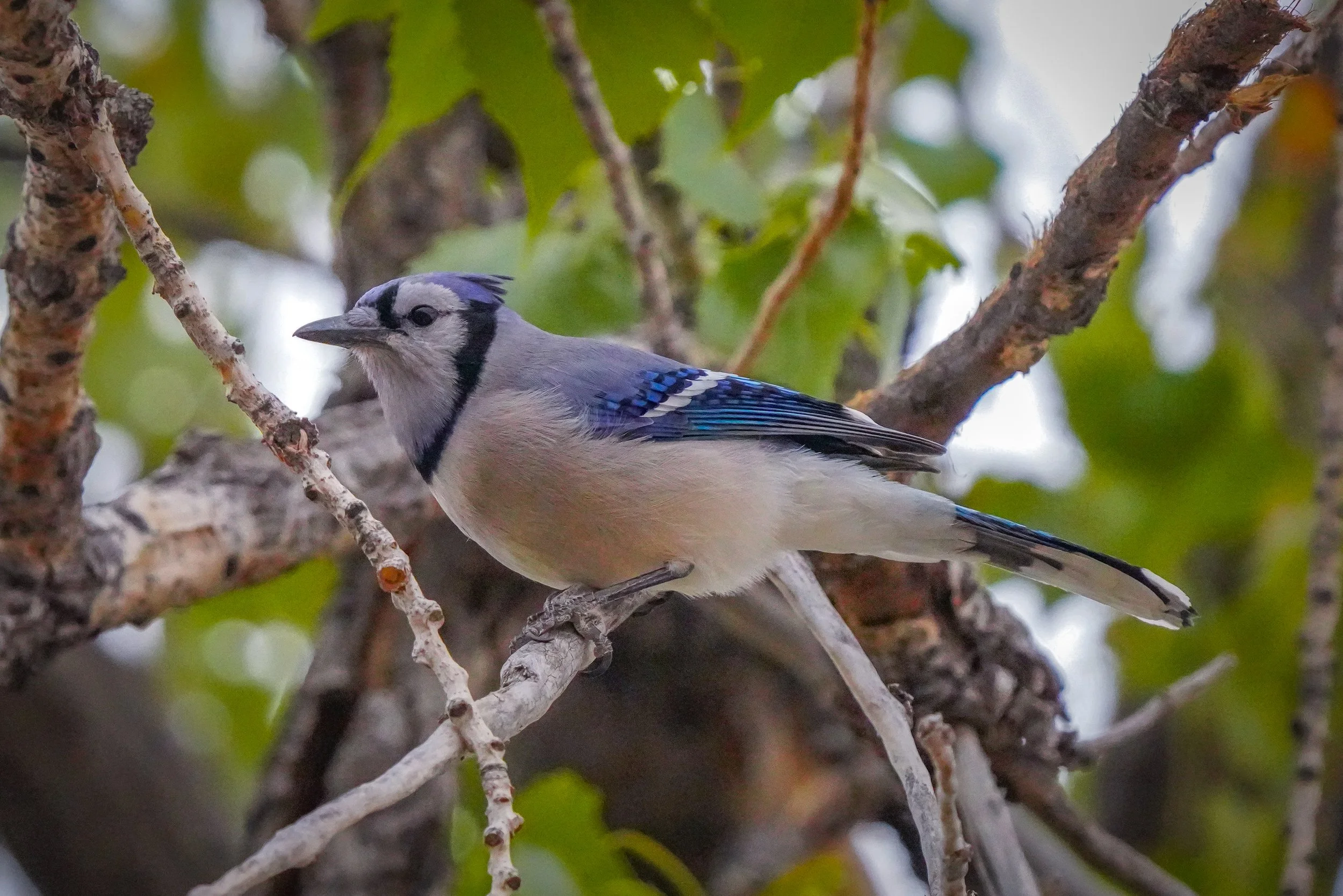 Blue Jay