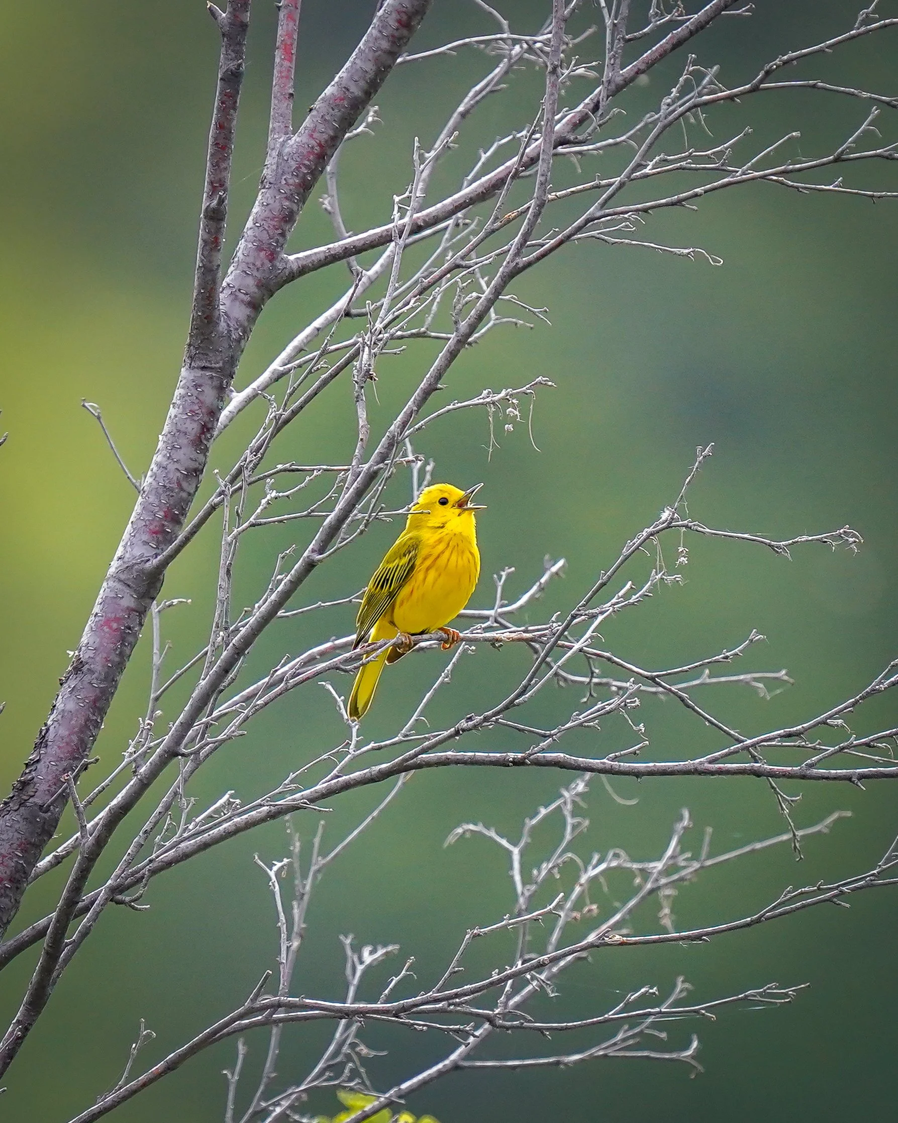 Northern Yellow Warbler