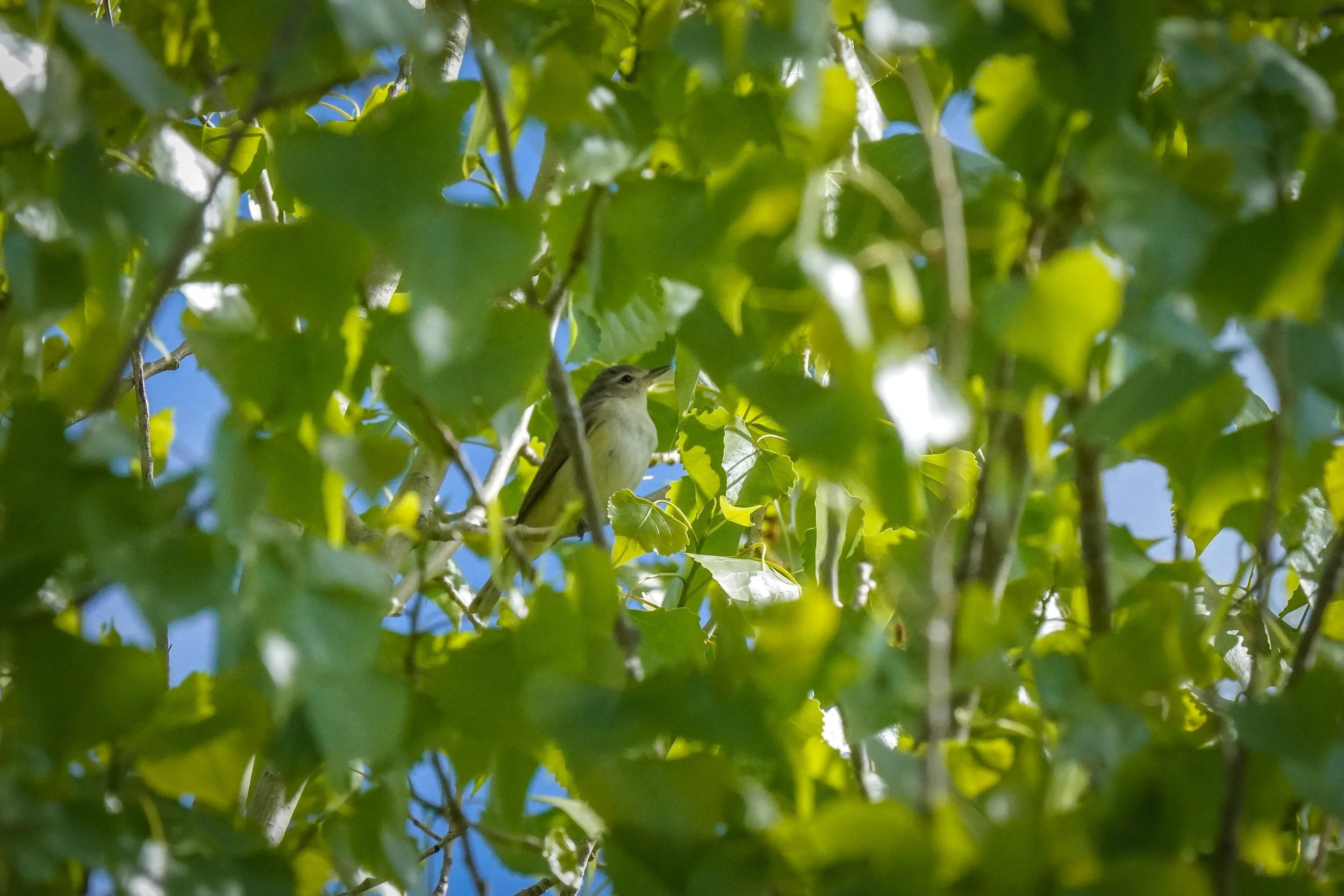 Warbling Vireo