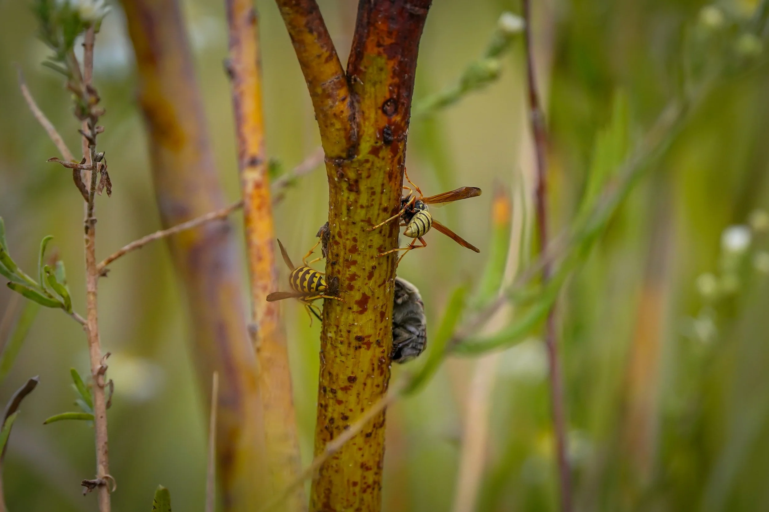 Wasps and odd fuzzy-looking beetles