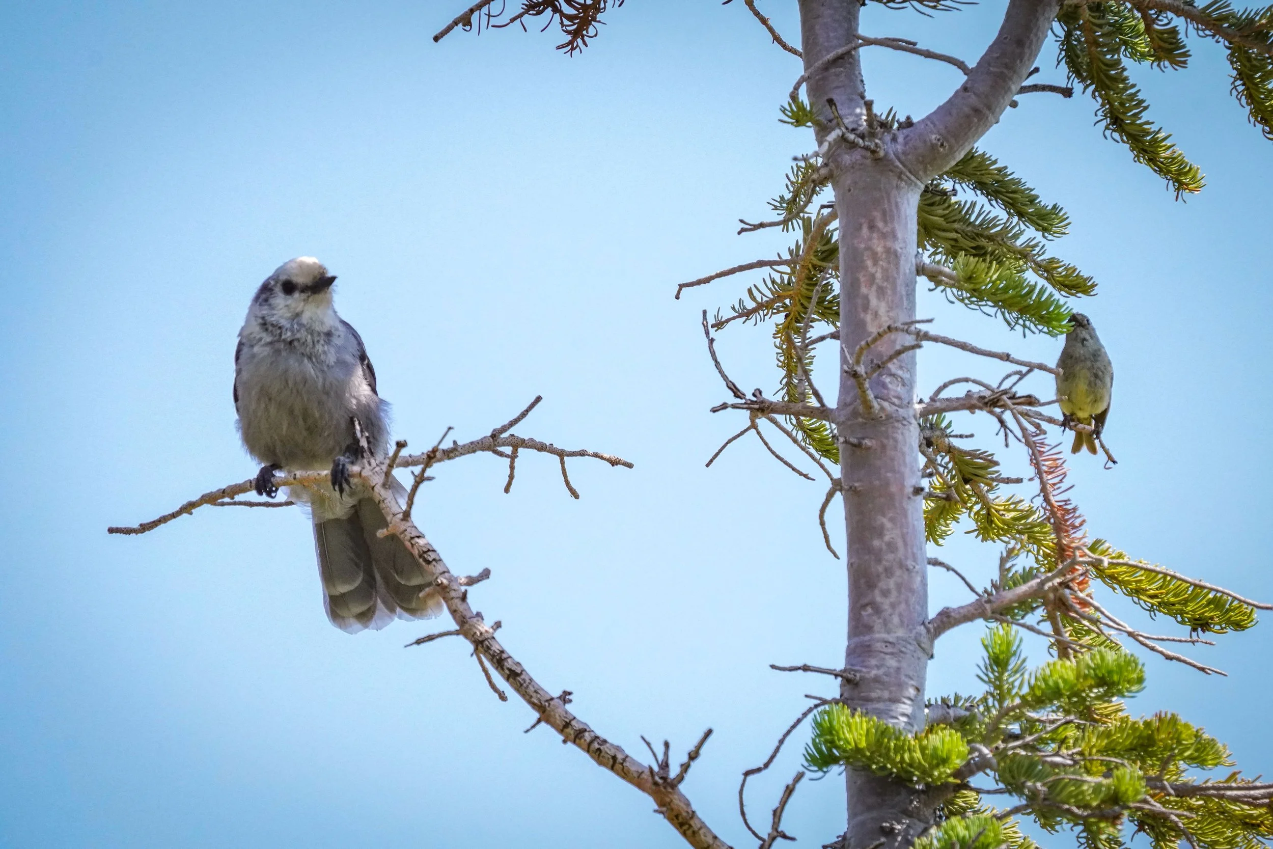 Canada Jay & Ruby-crowned Kinglet