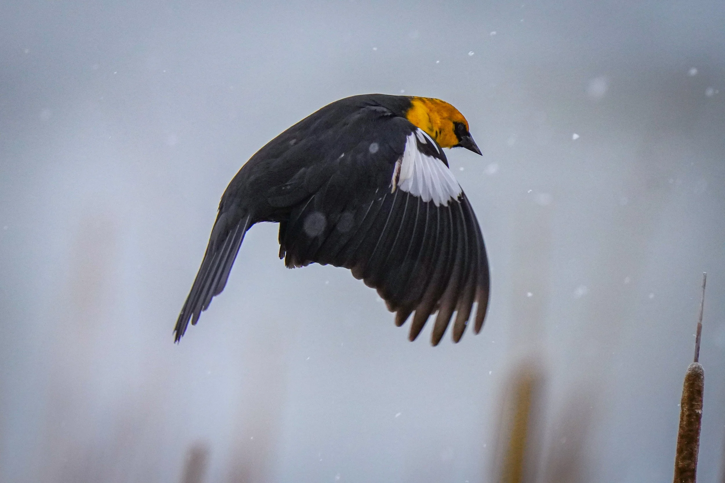 Yellow-headed Blackbird (male)