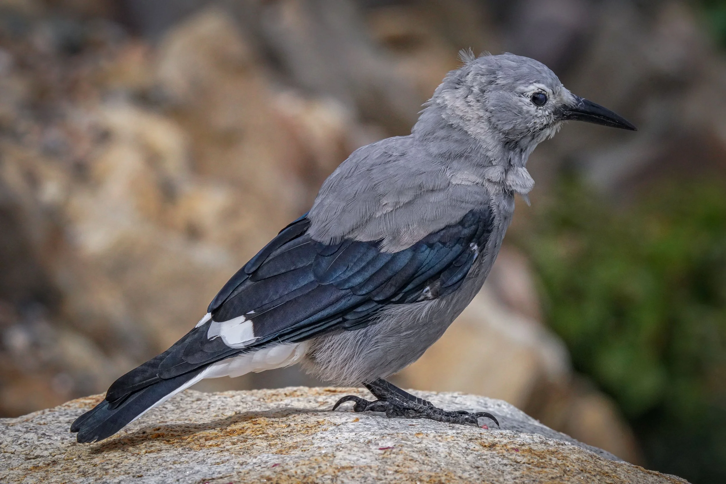 Clark's Nutcracker
