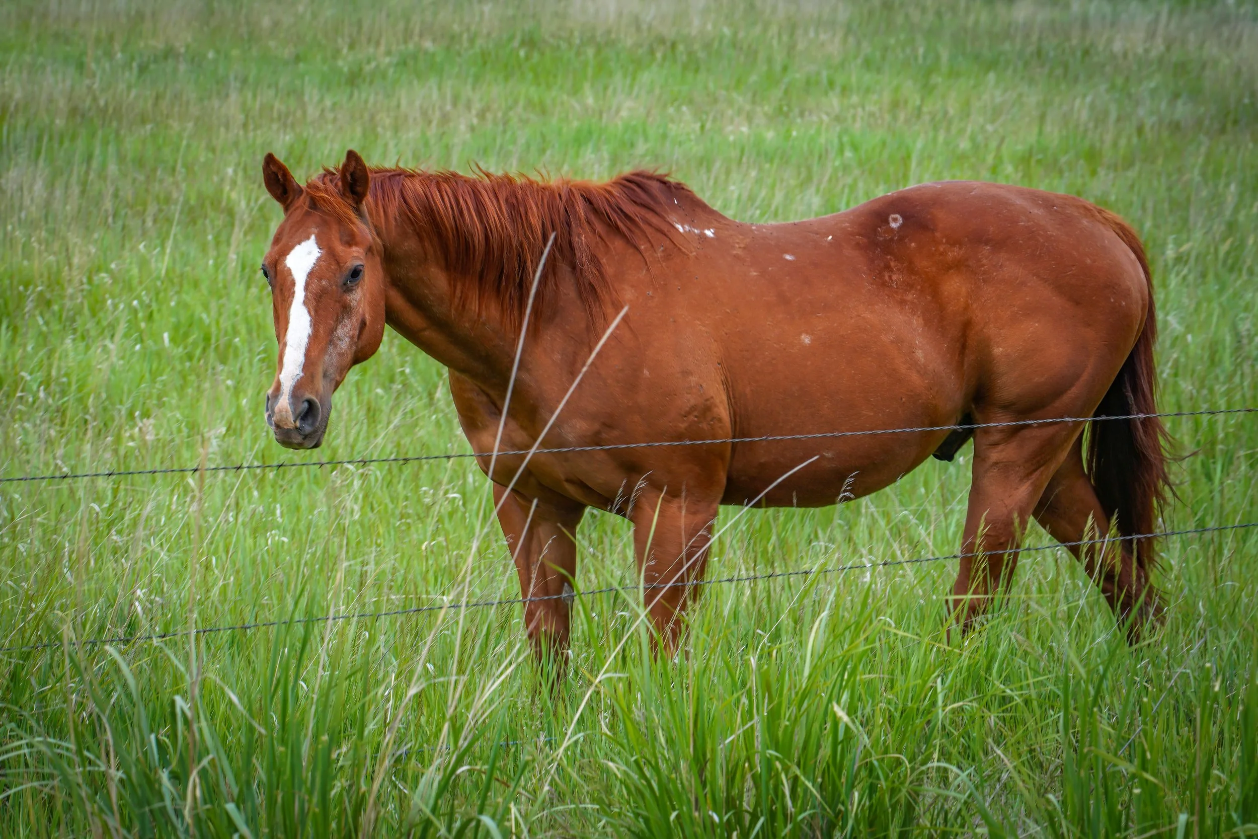 Our big day started with handsome horses along the Snake River