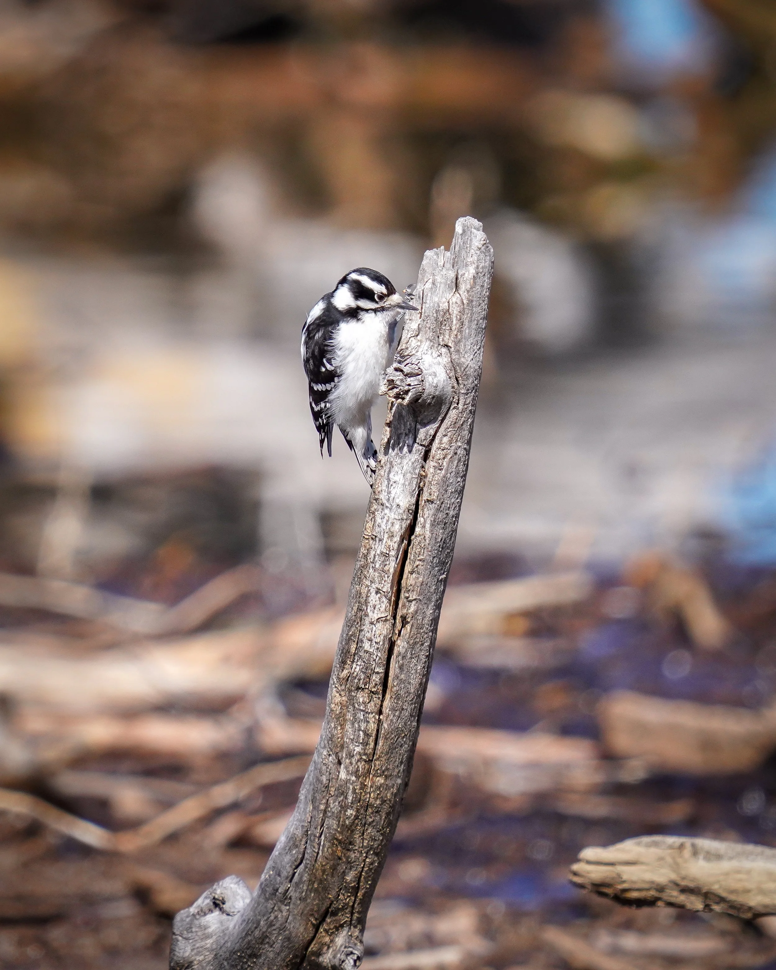 Female Downy Woodpecker