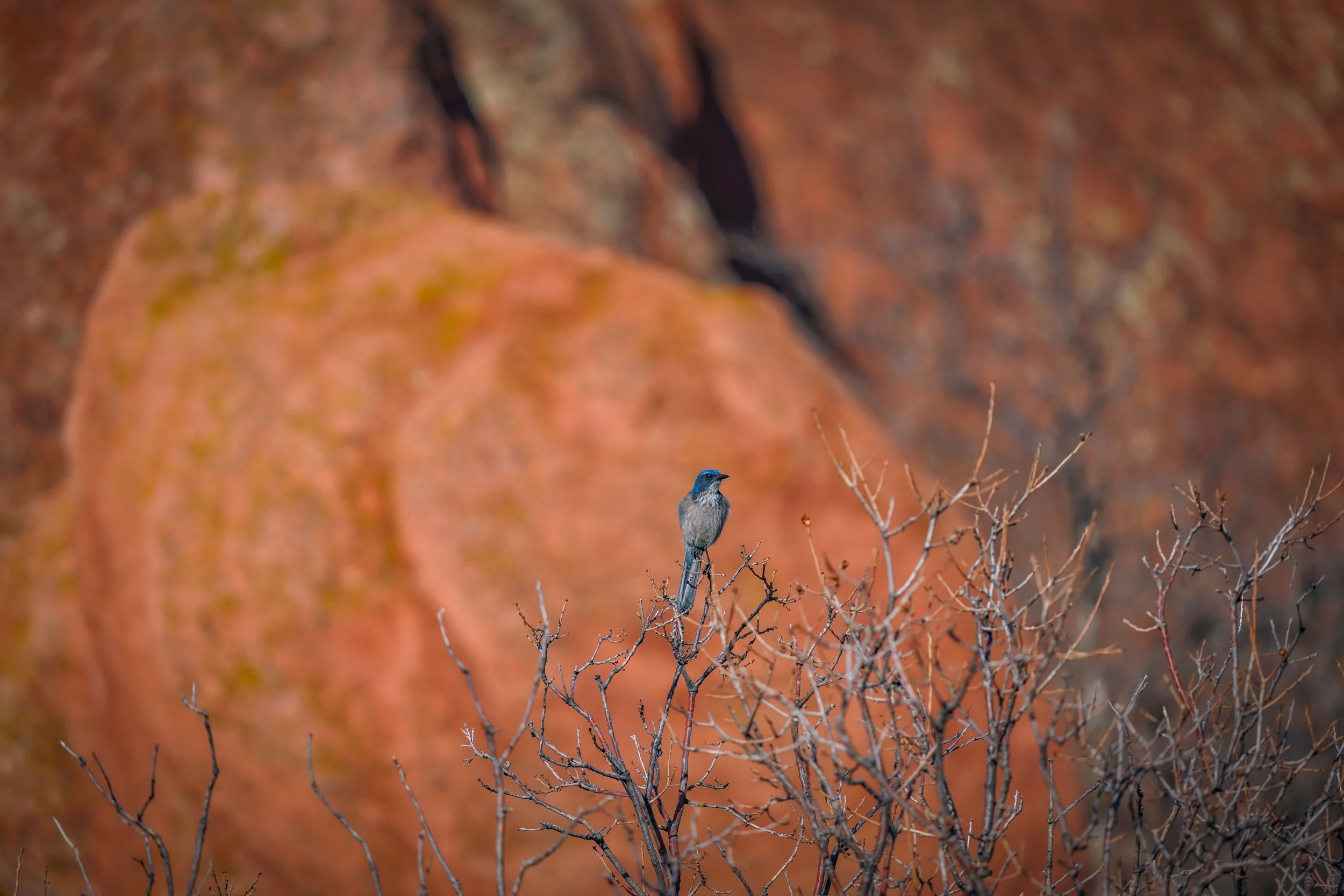 Woodhouse's Scrub Jay with the beautiful red rocks at Roxborough State Park