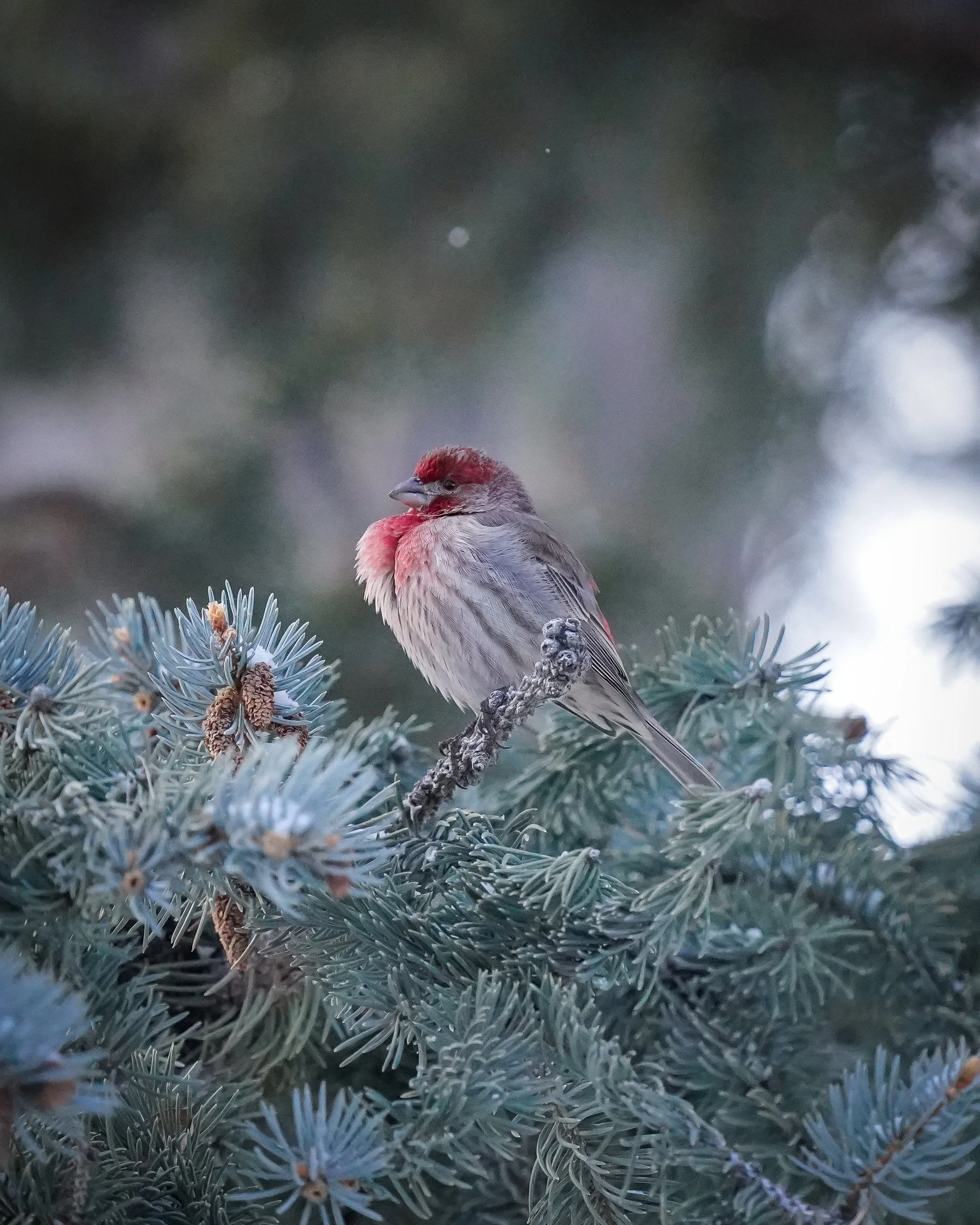 House Finch