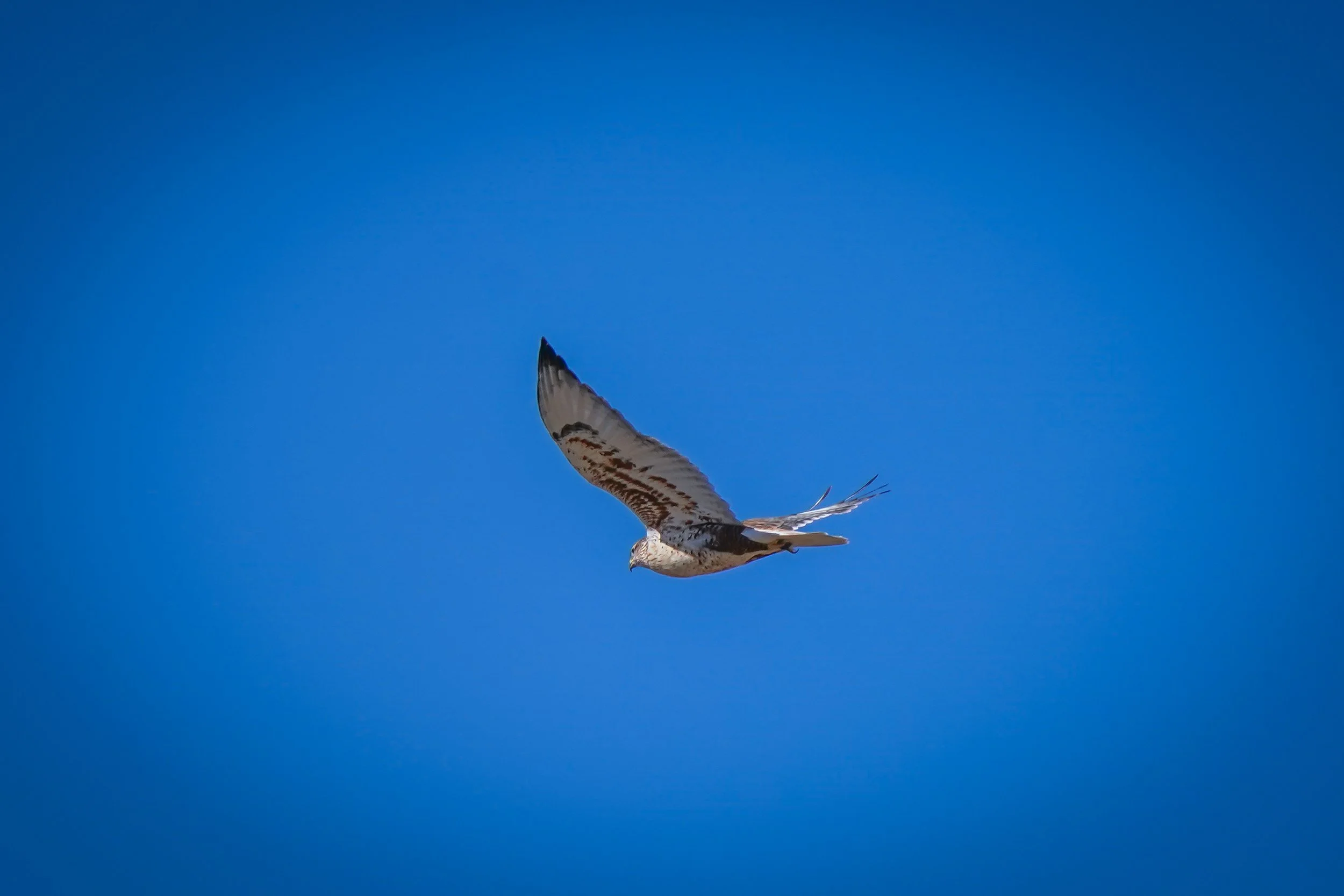 Nice fly-by of Ferruginous Hawk