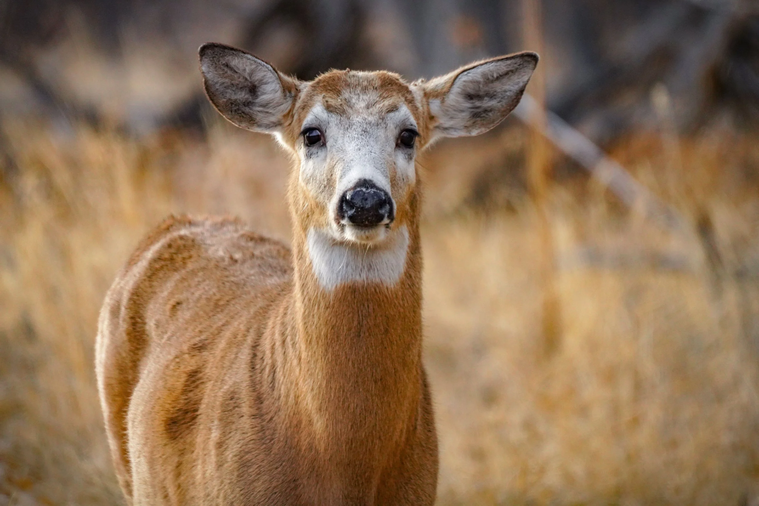 This buck recently shed his antlers