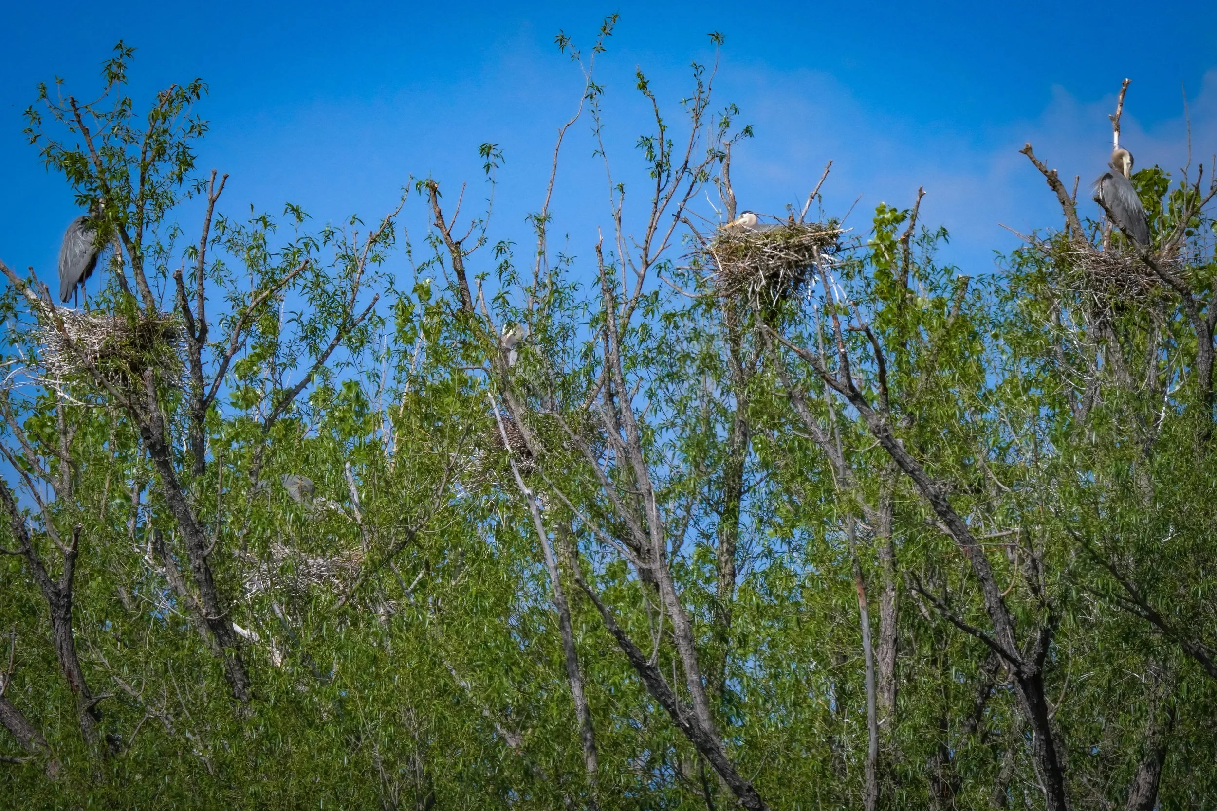 Great Blue Heron heronry