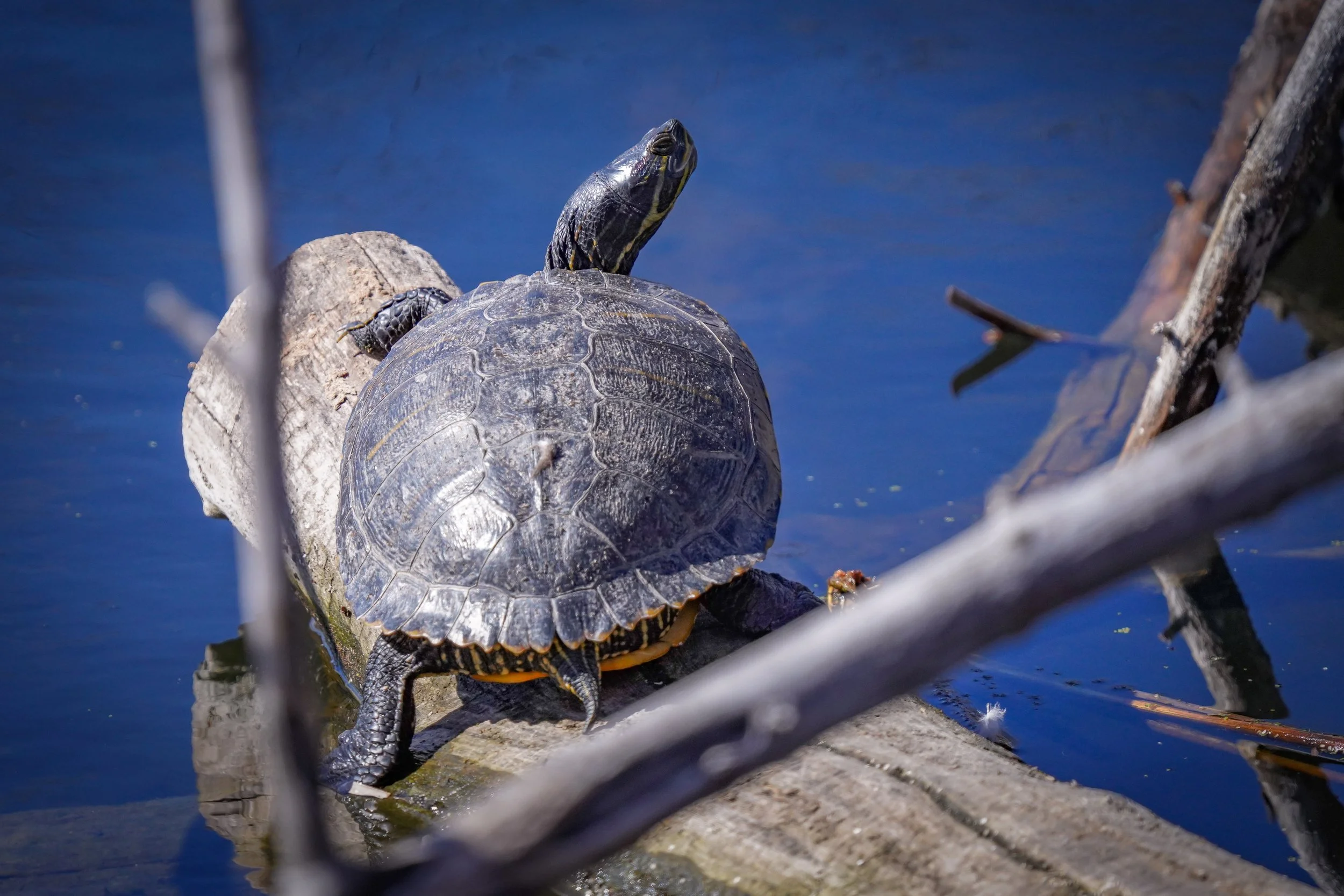 Western Painted Turtle