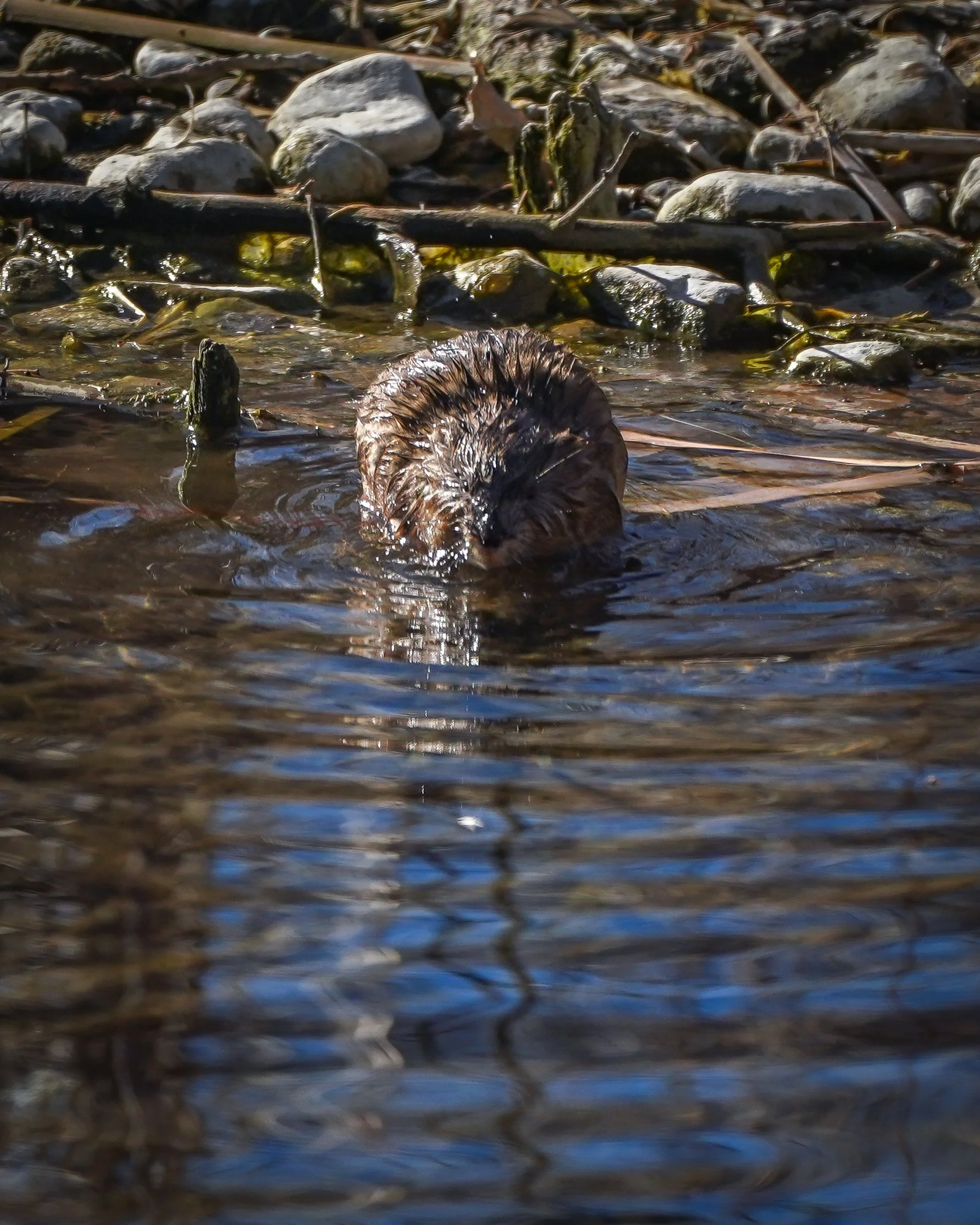 Muskrat