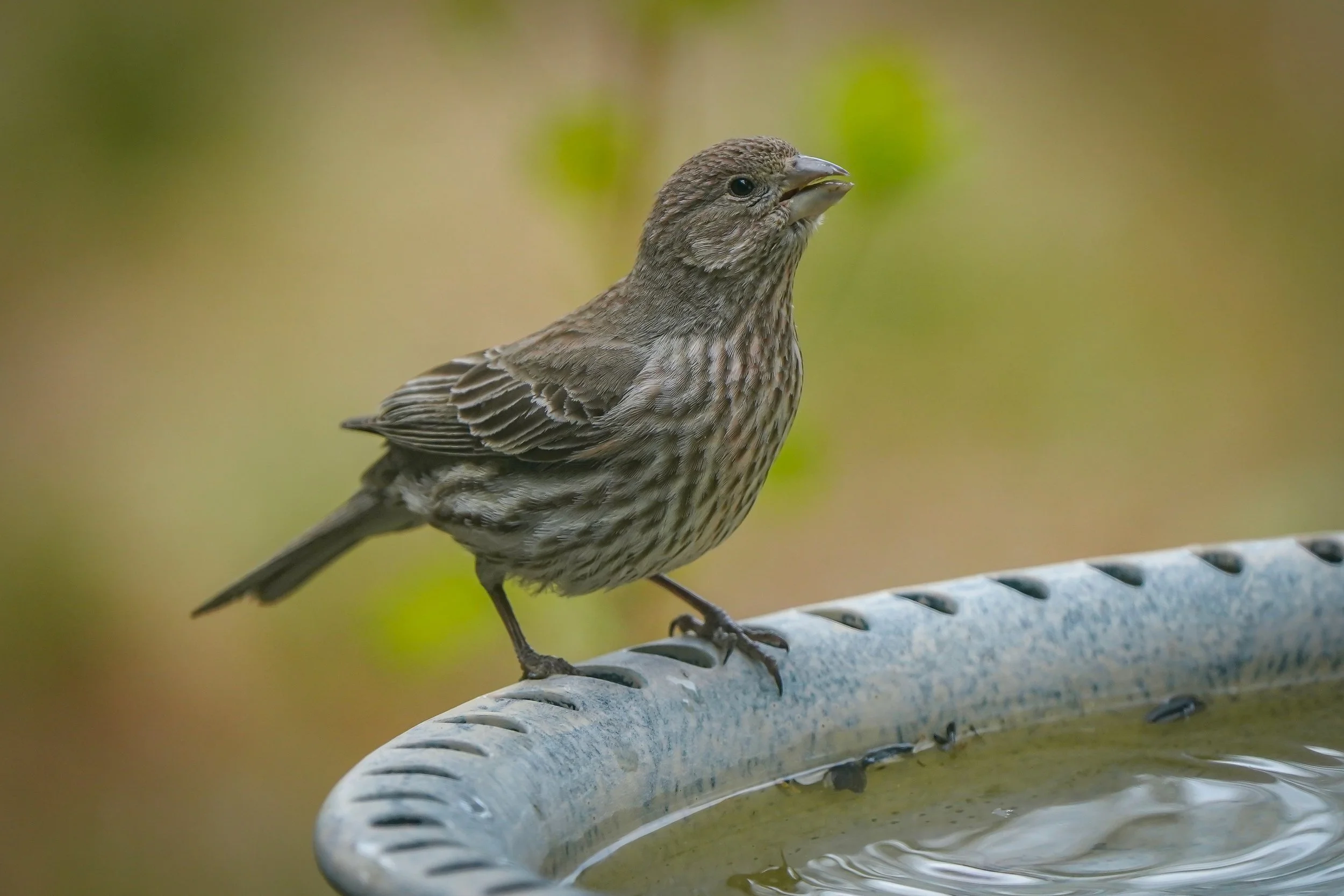 House Finch