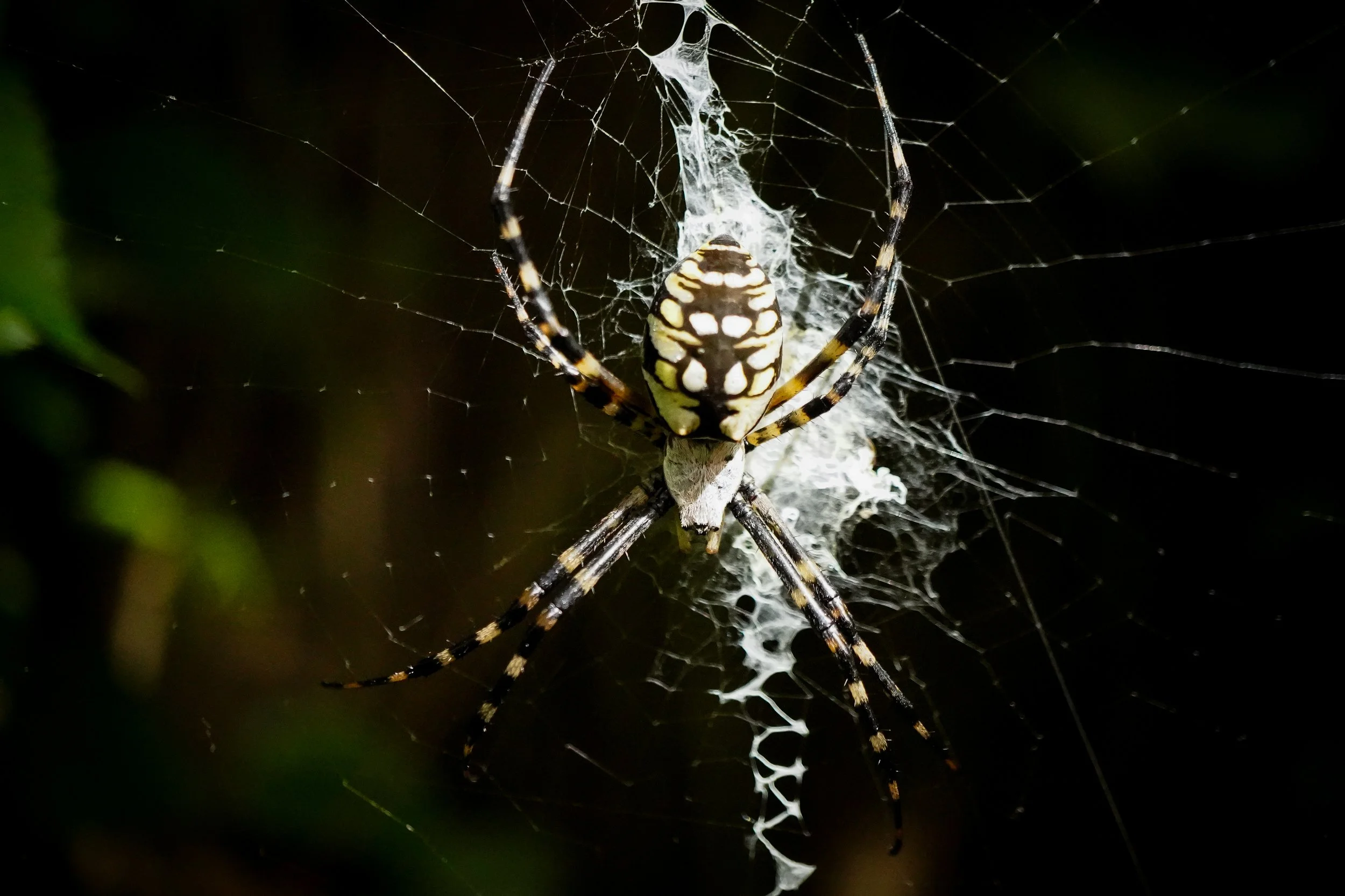 Look at that beautiful pattern on the spider and in the web!