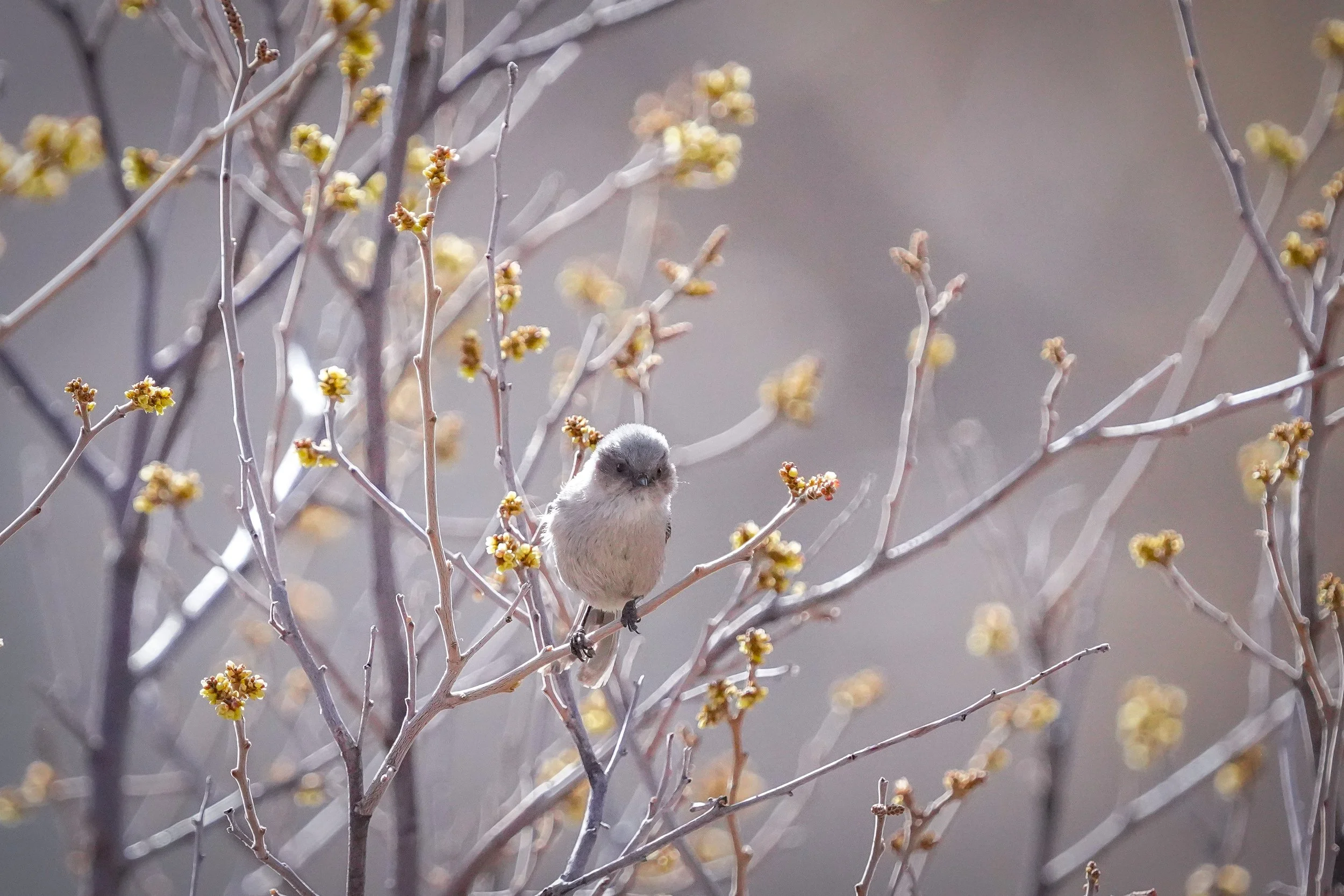 Bushtit (male)