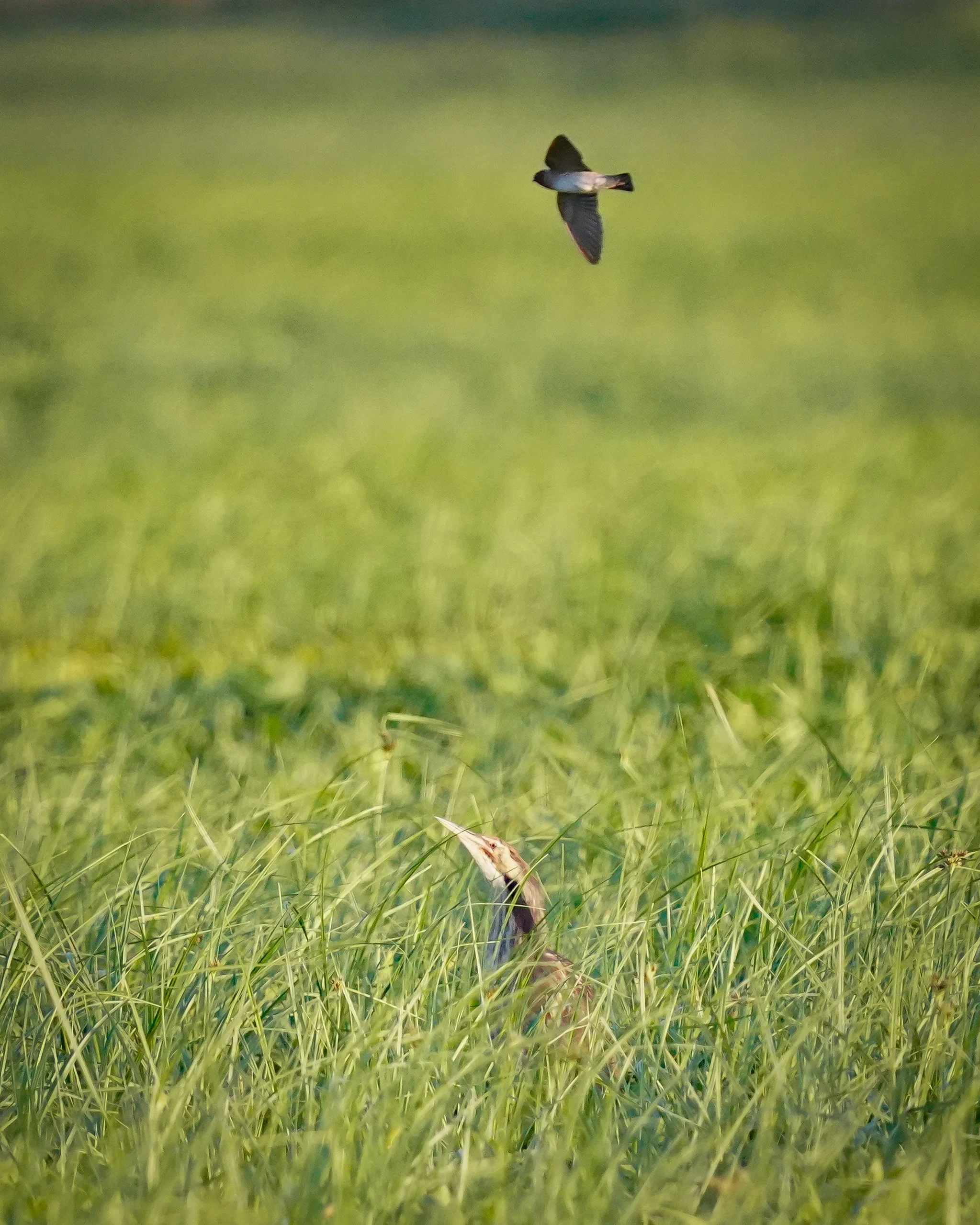 American Bittern!