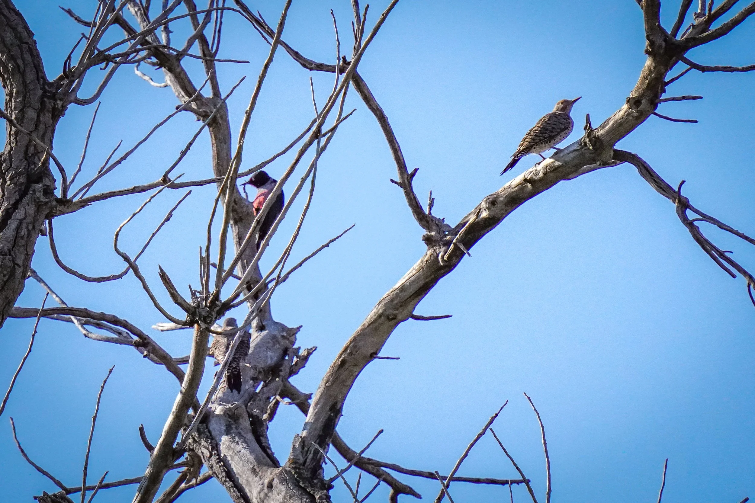 Northern Flickers and Lewis's Woodpecker