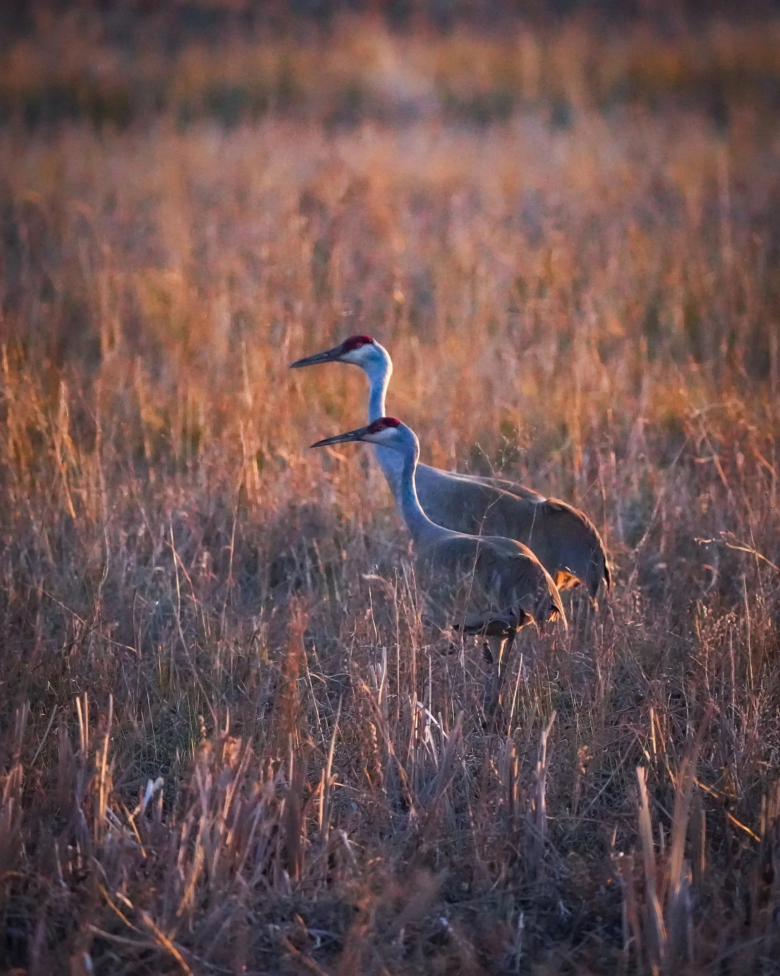 Sandhill Cranes
