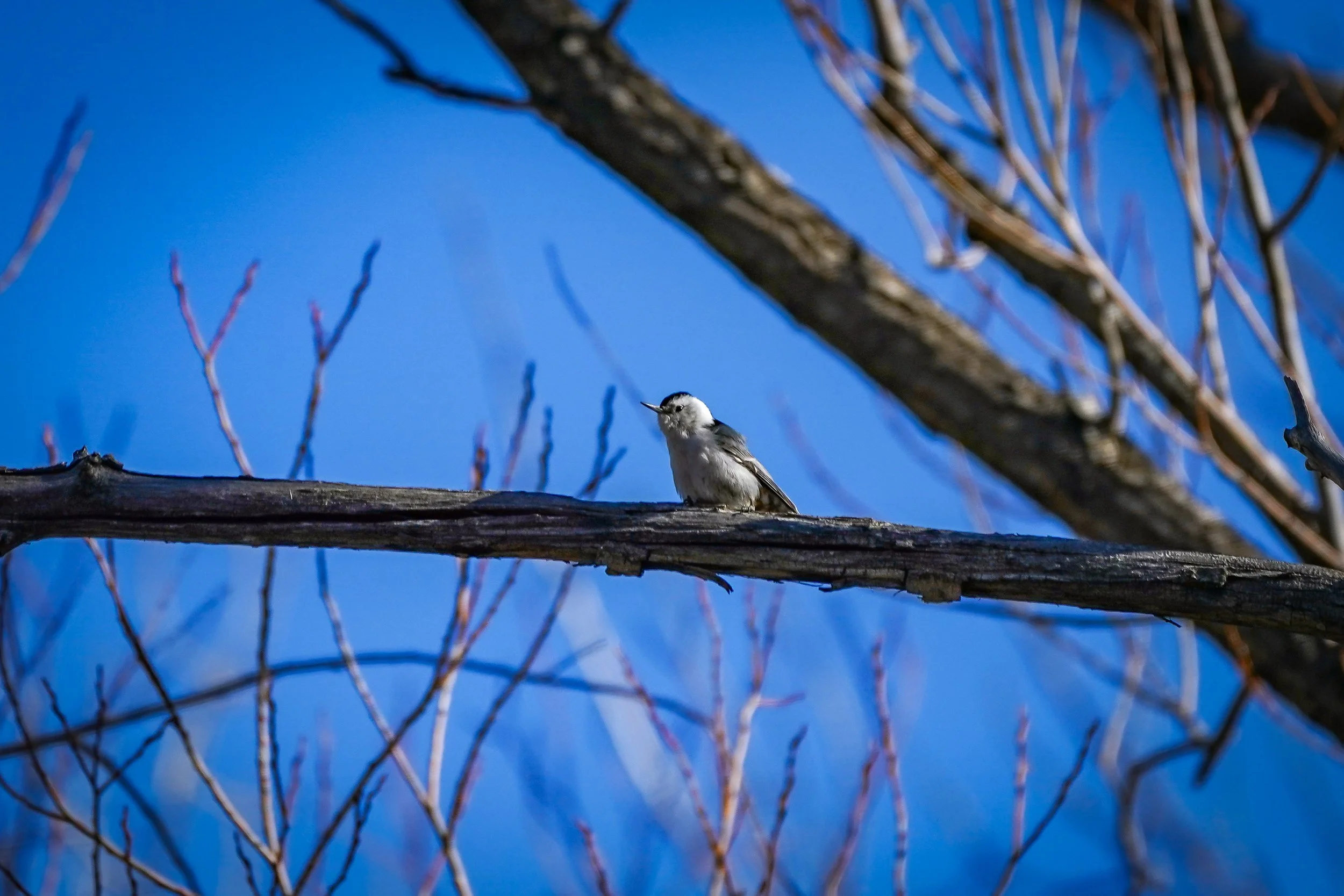 White-breasted Nuthatch standing by while its mate excavates a tree trunk