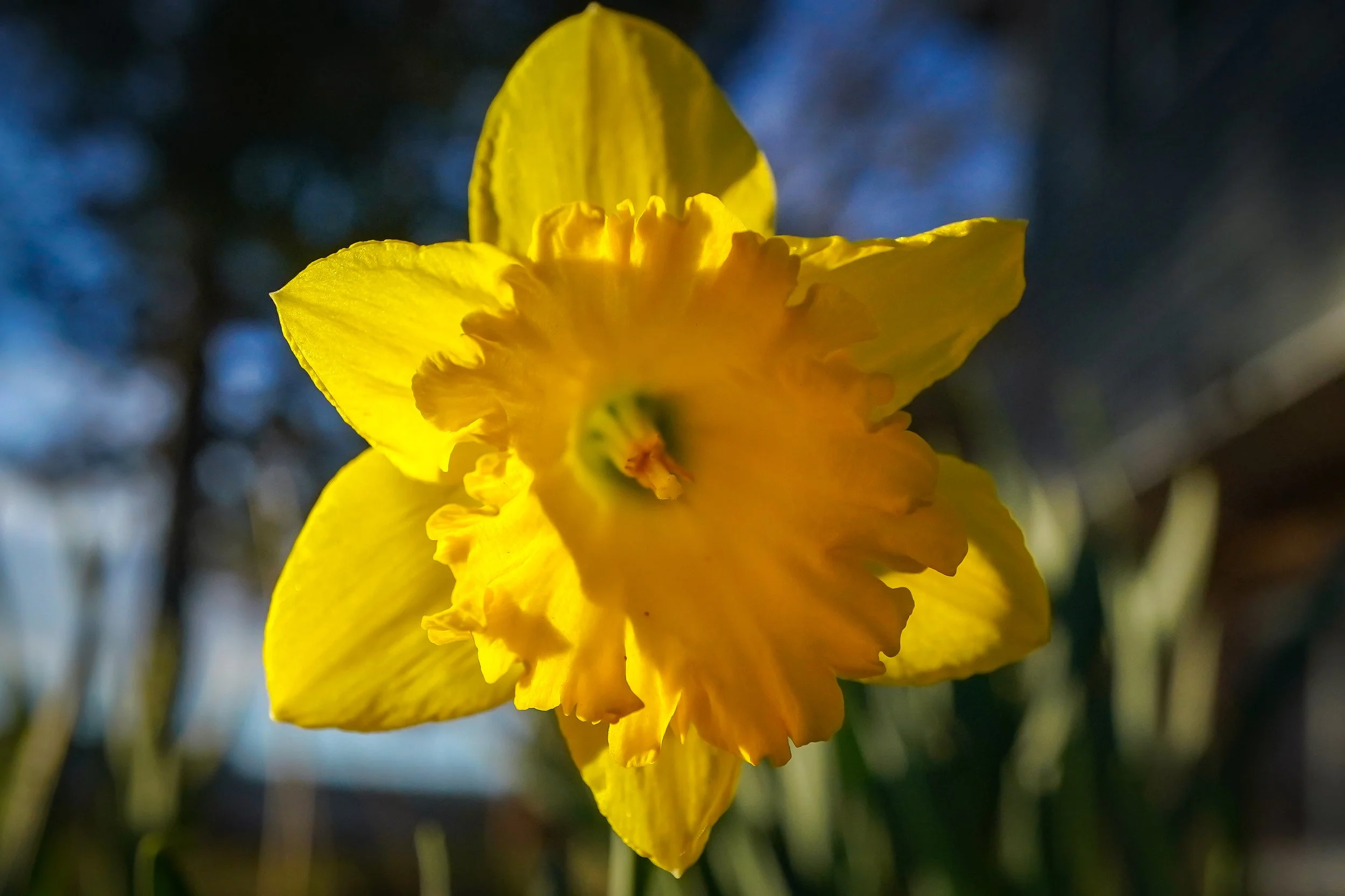 Daffodil