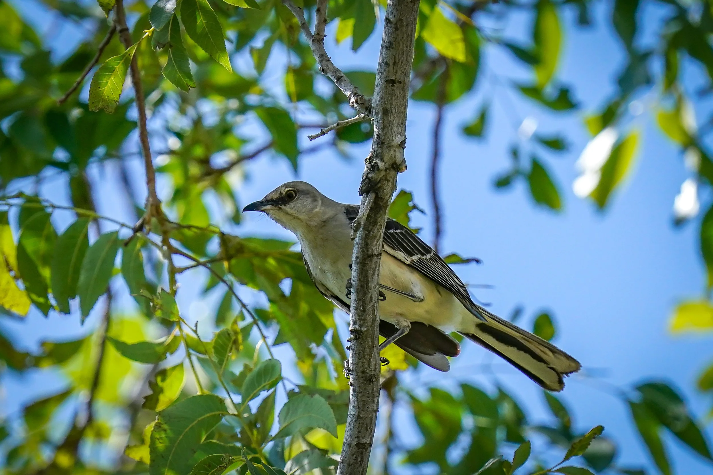 Northern Mockingbird