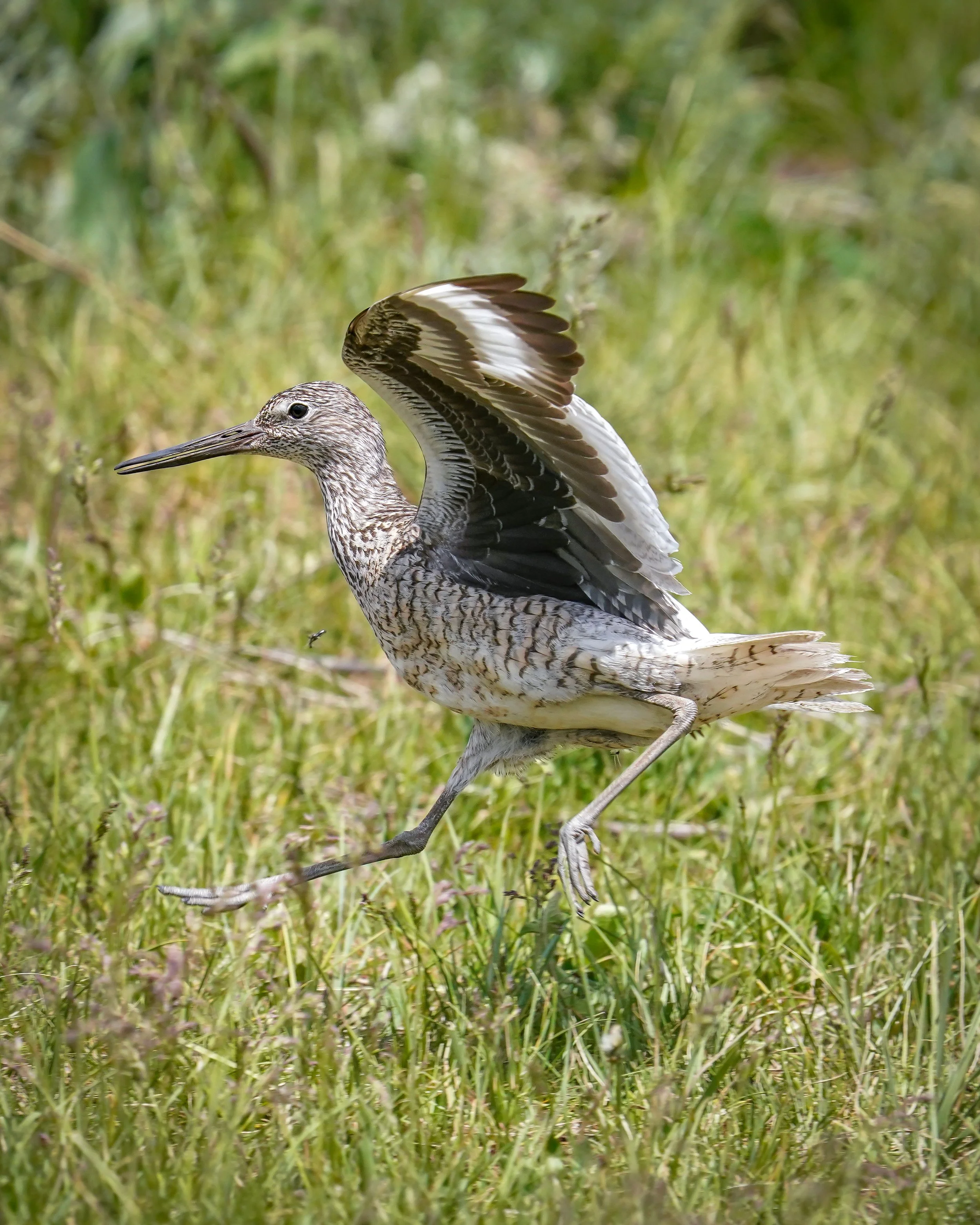 Landing gear