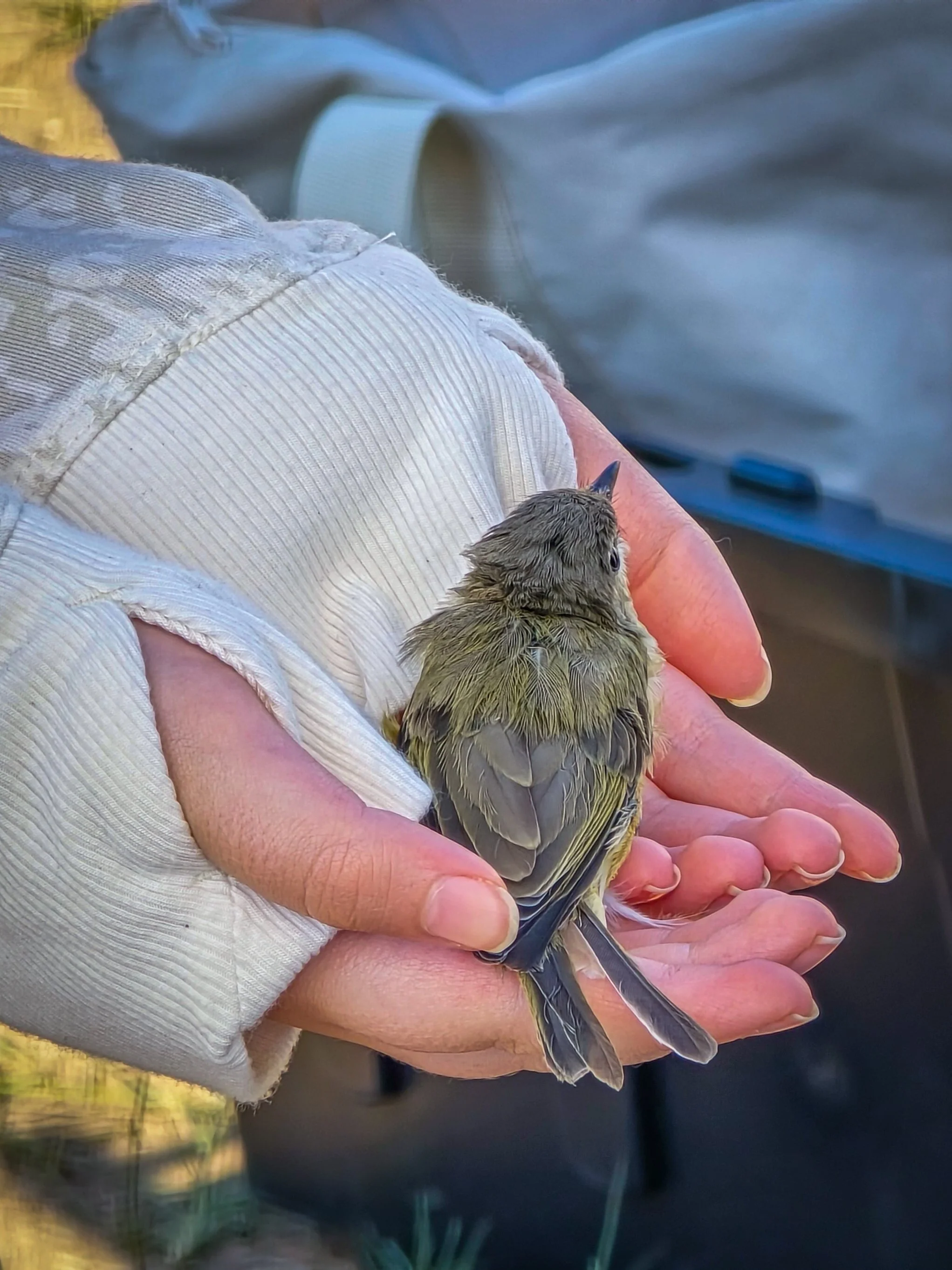 Now release the bird