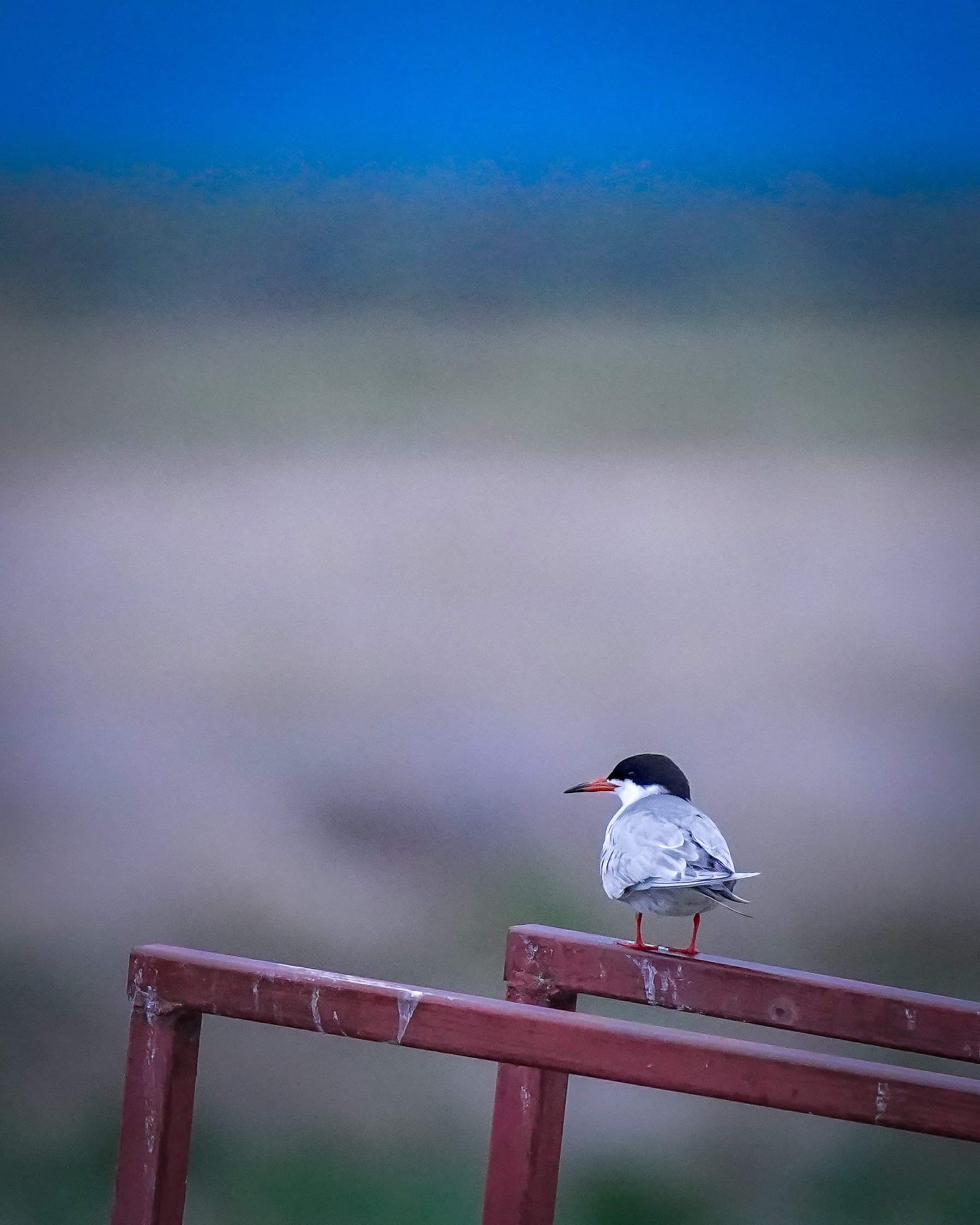 Forster's Tern