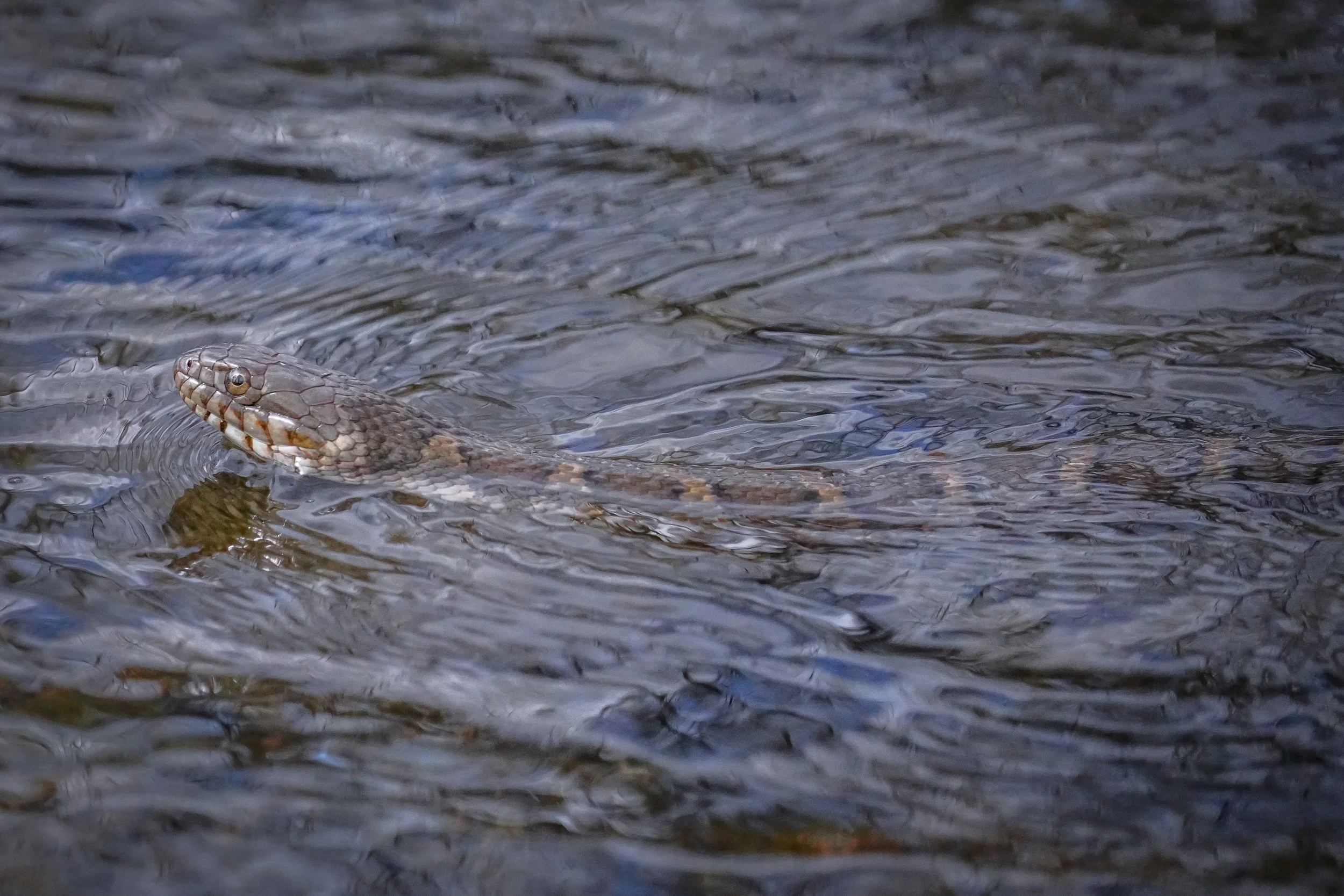 Northern Water Snake swimming!