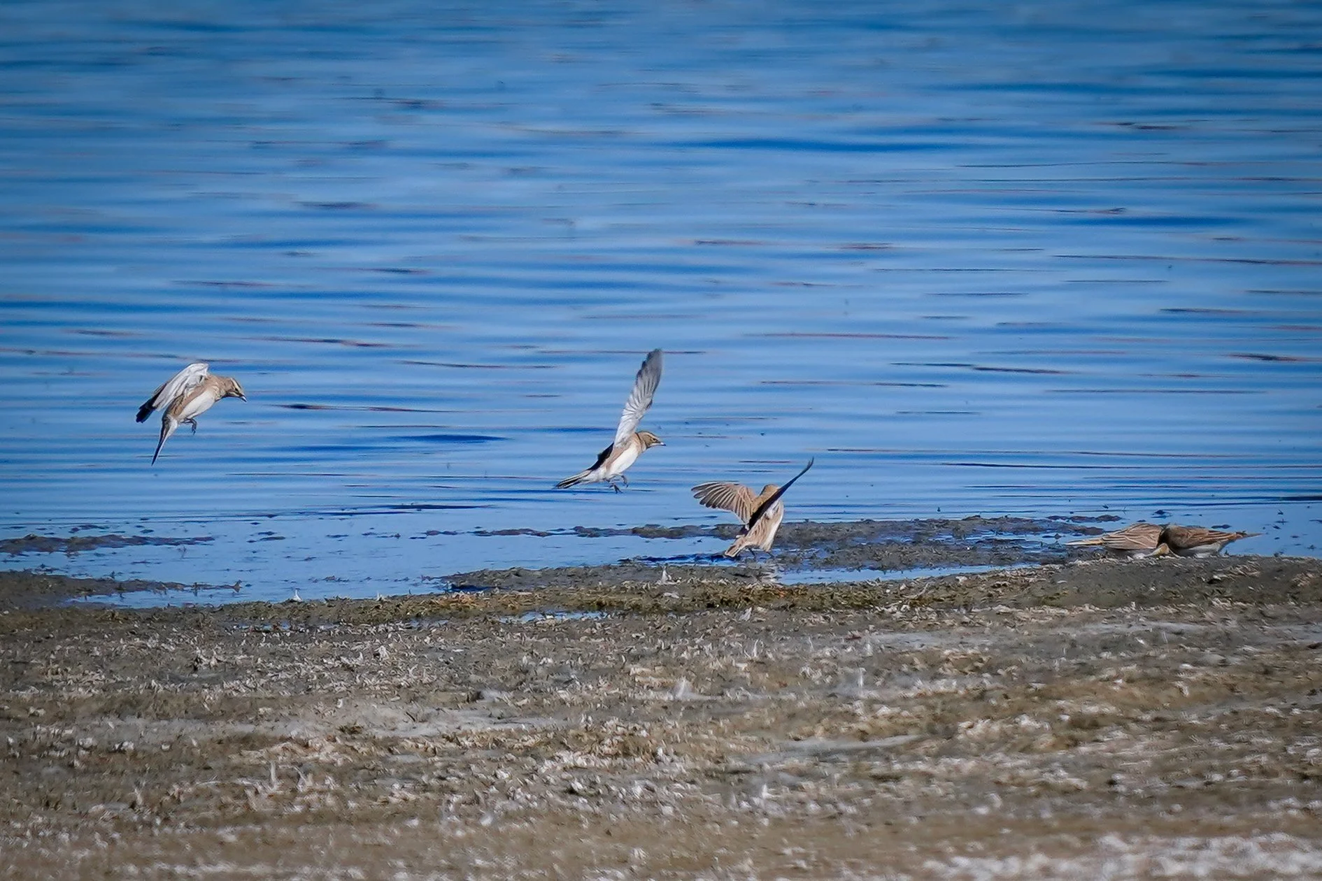 Horned Larks
