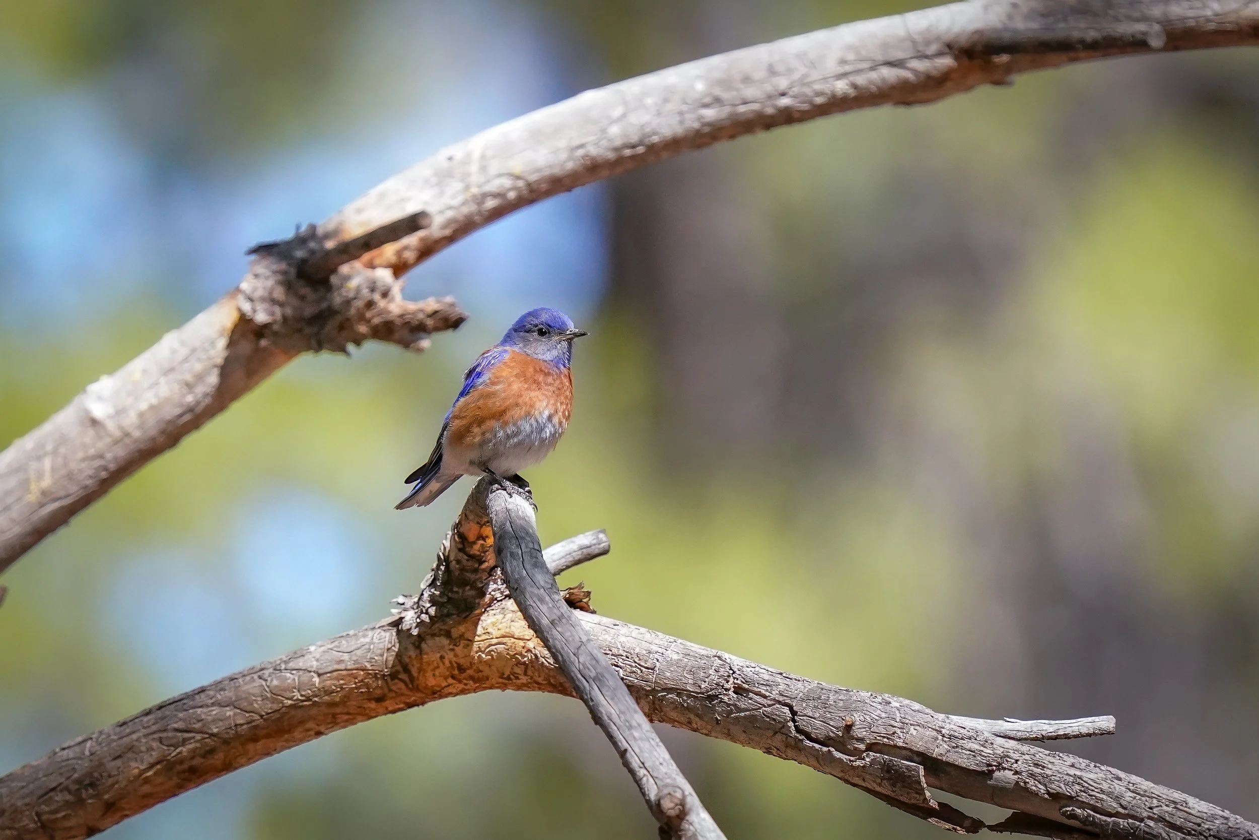 Western bluebird