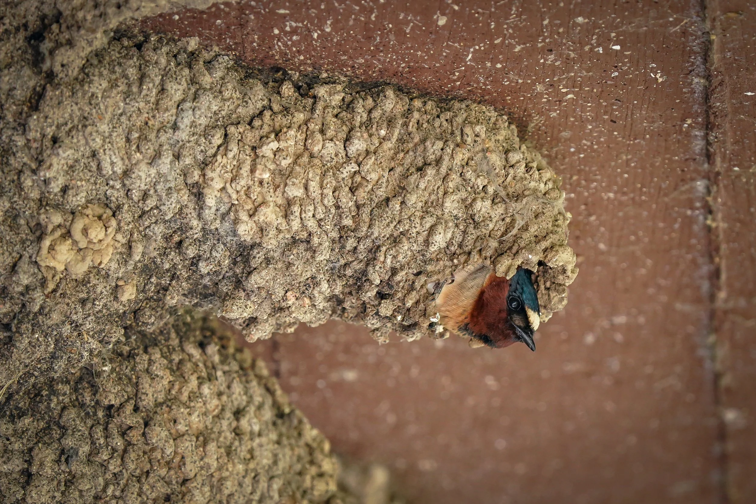 Cliff Swallow in nest hole