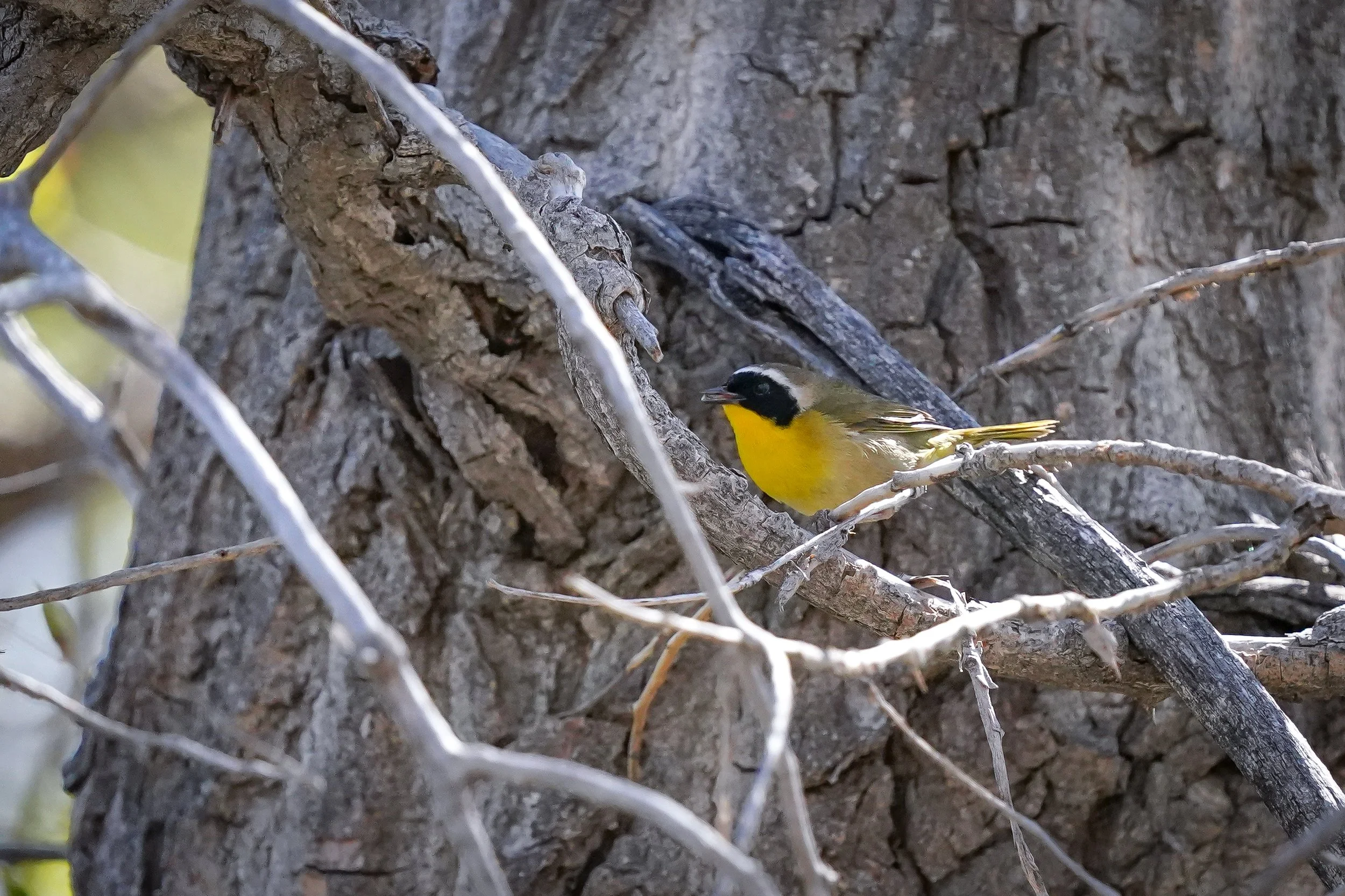 Common Yellowthroat