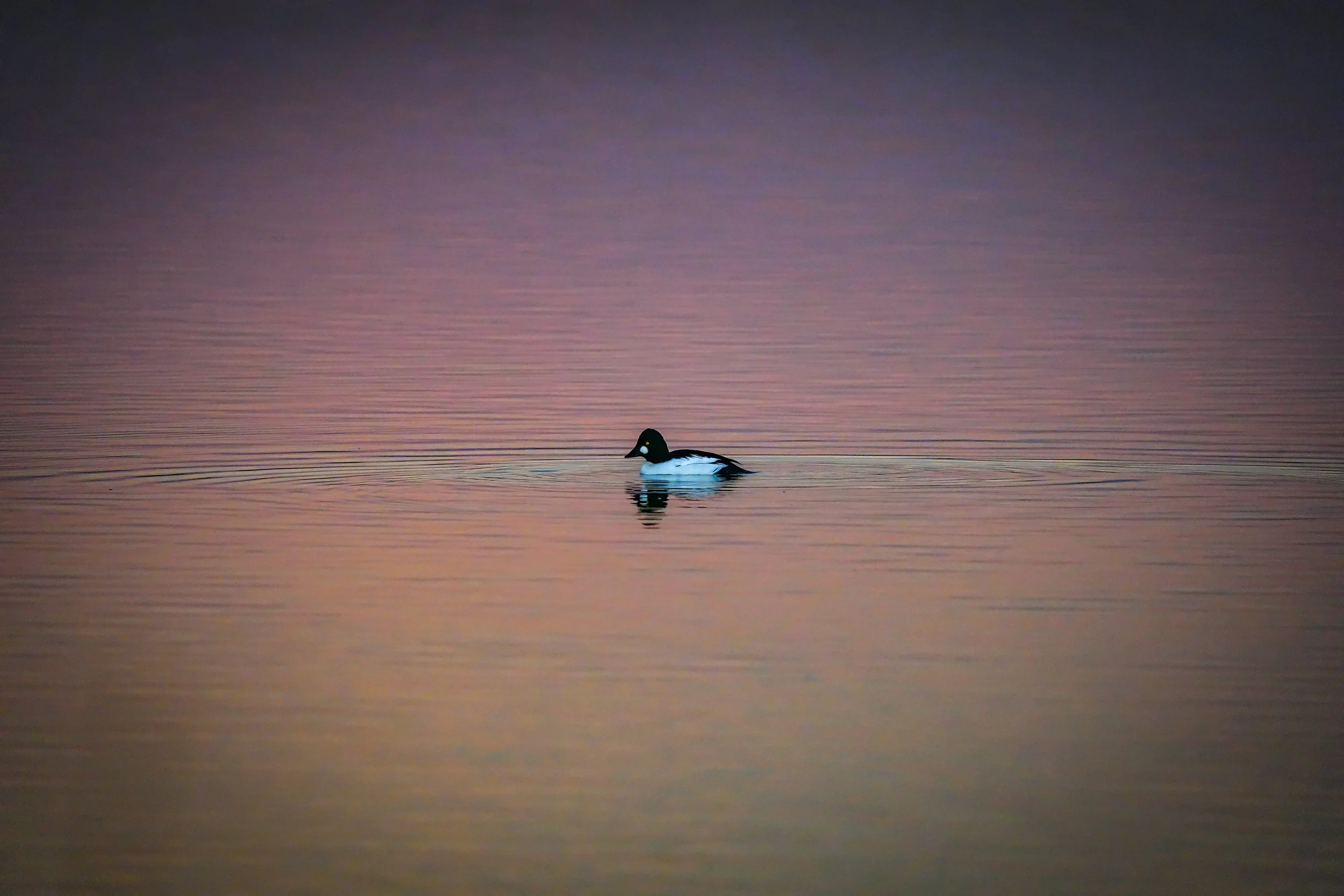 Sunset was so pretty, this Common Goldeneye was enjoying it