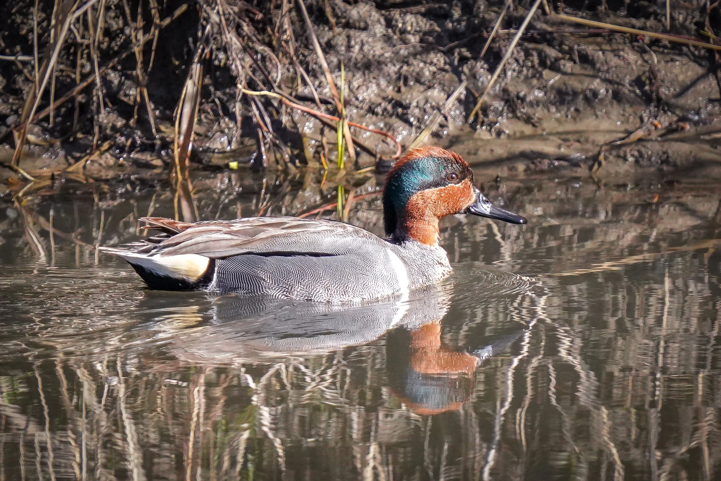 Green-winged Teal drake