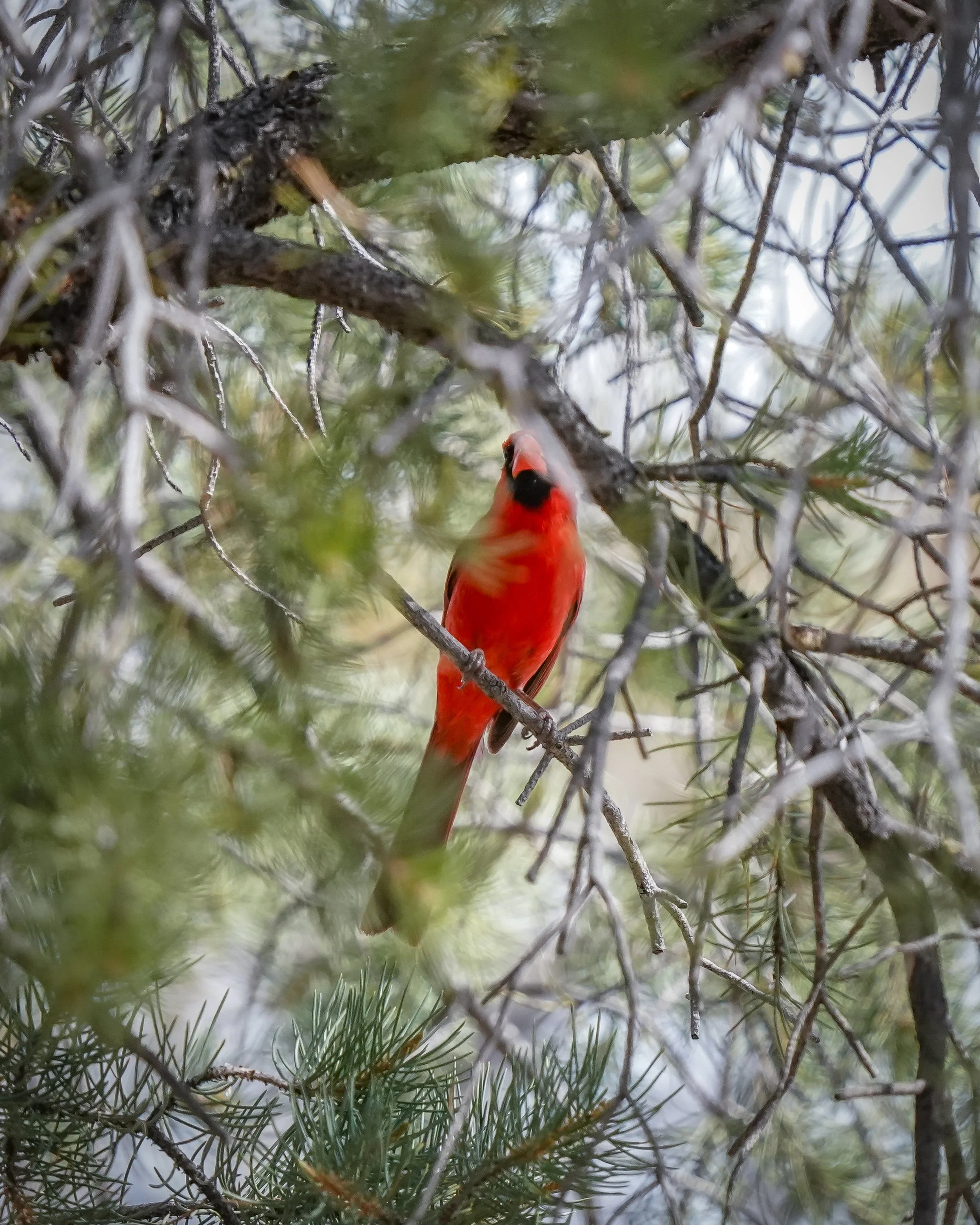 Northern cardinal