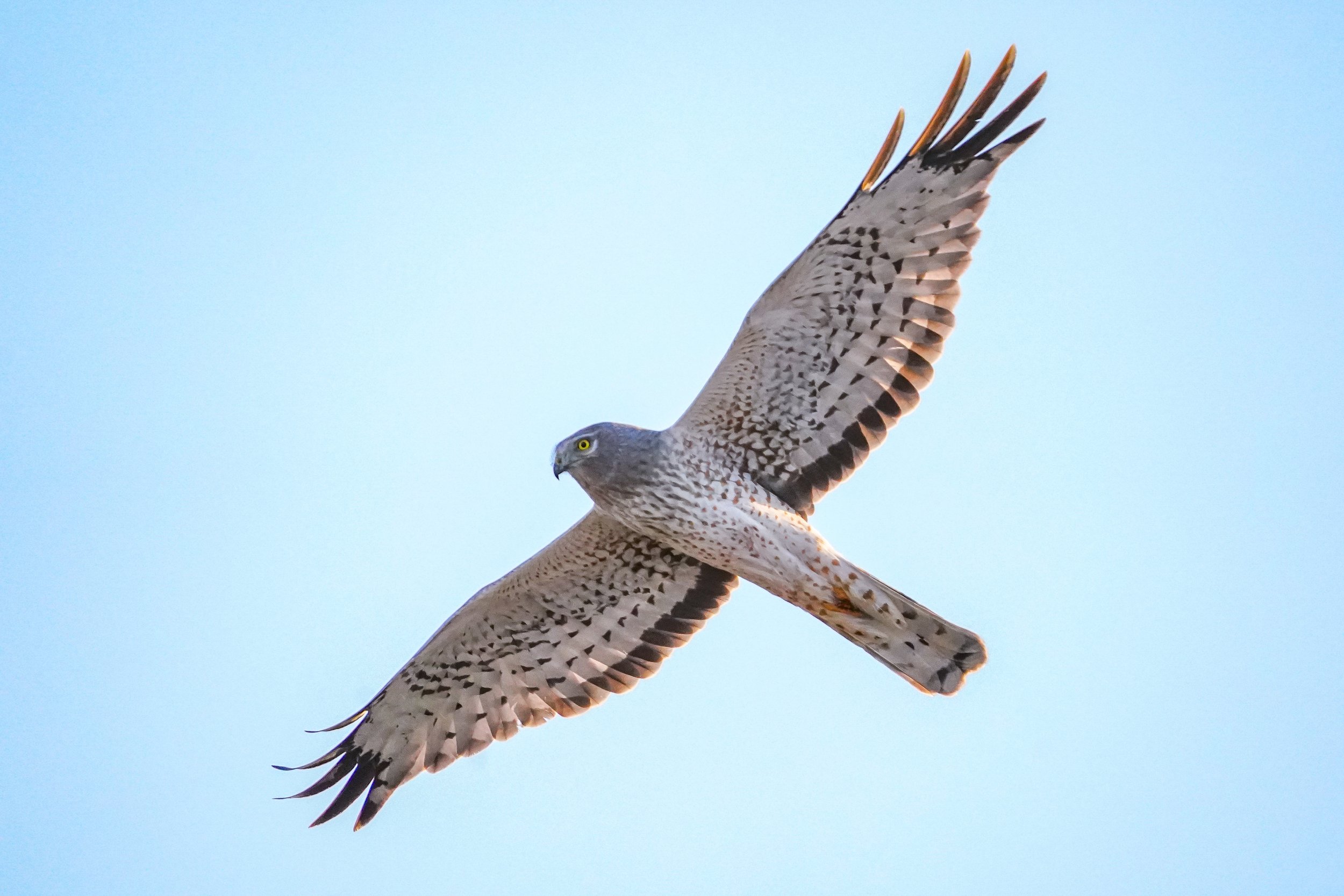 Northern Harrier