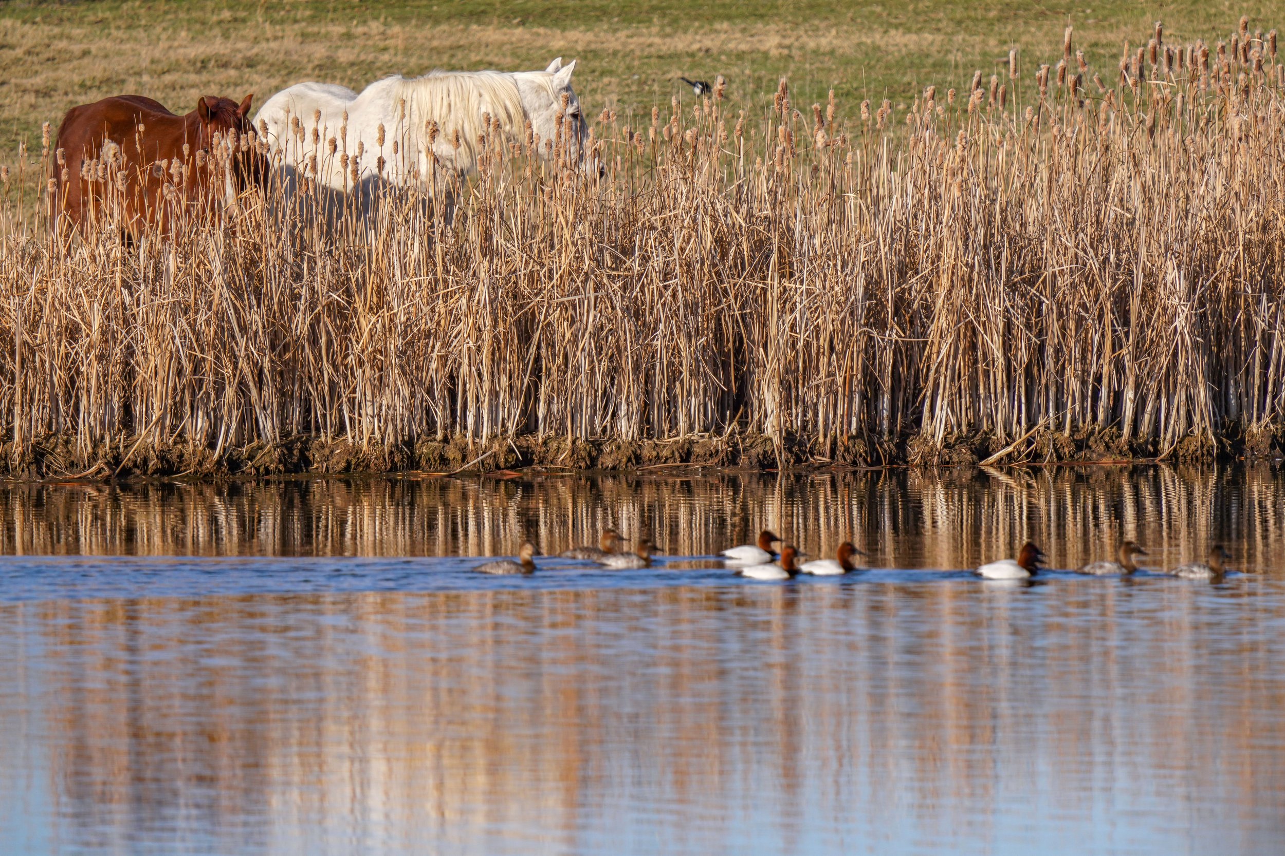 Canvasback ducks and the local horses (and magpie)