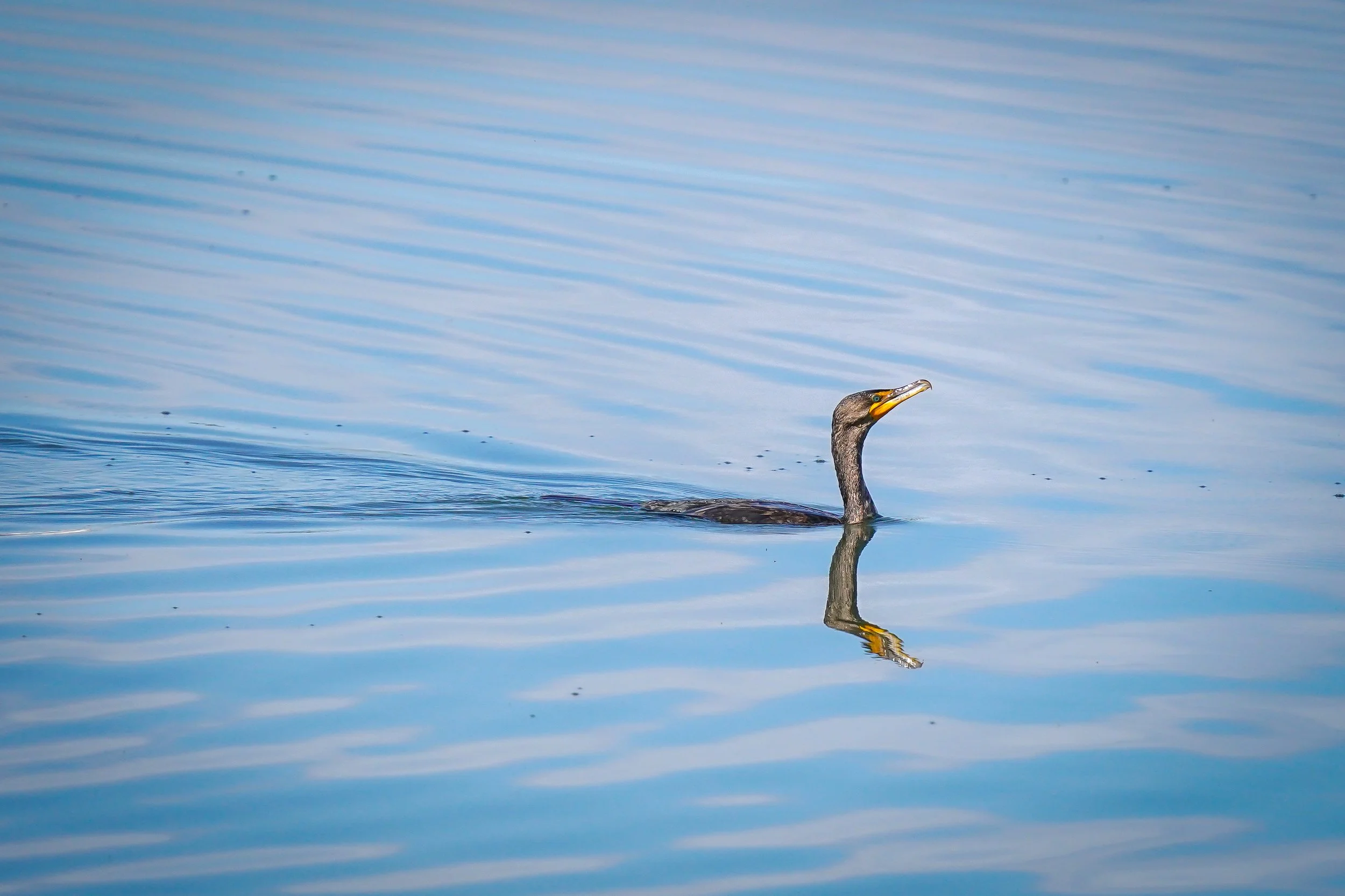 Double-crested Cormorant