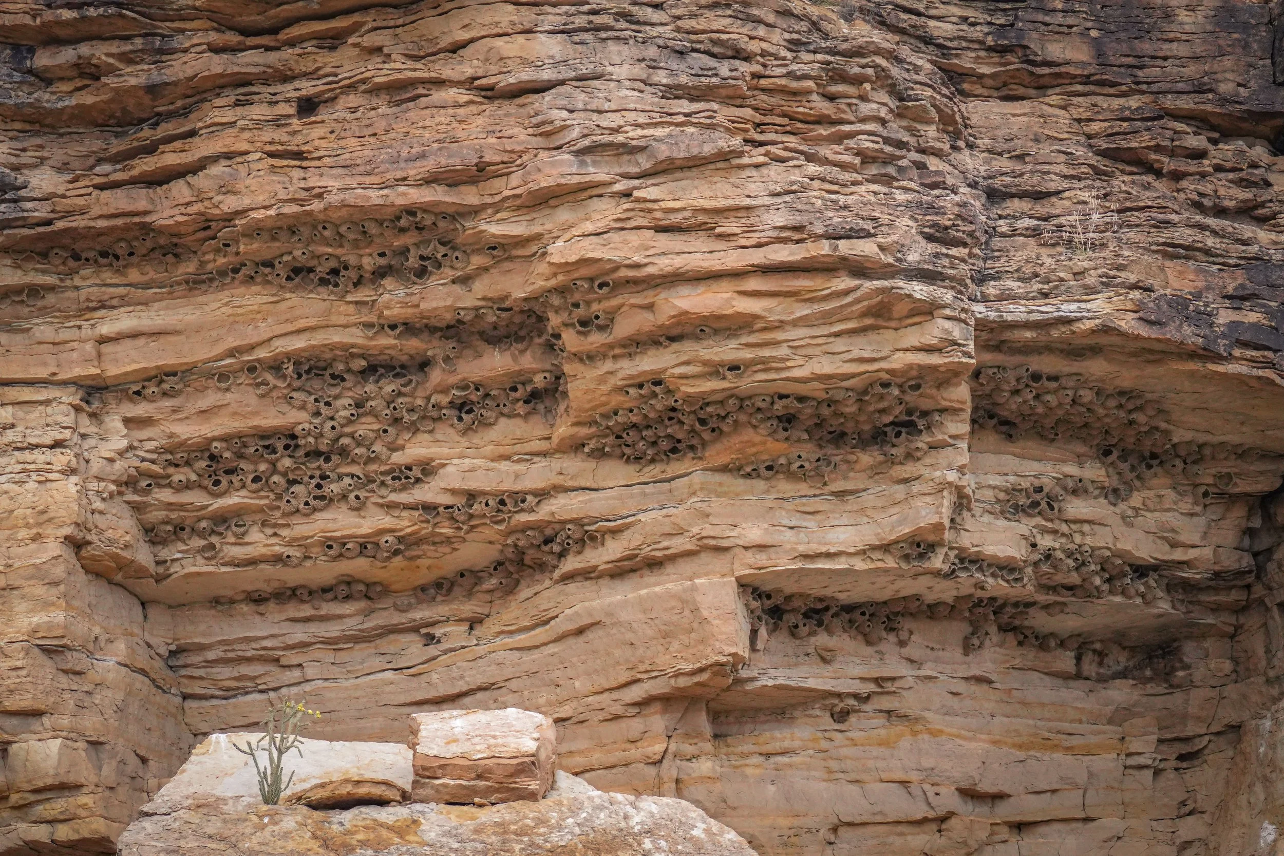 Cliff Swallow nests