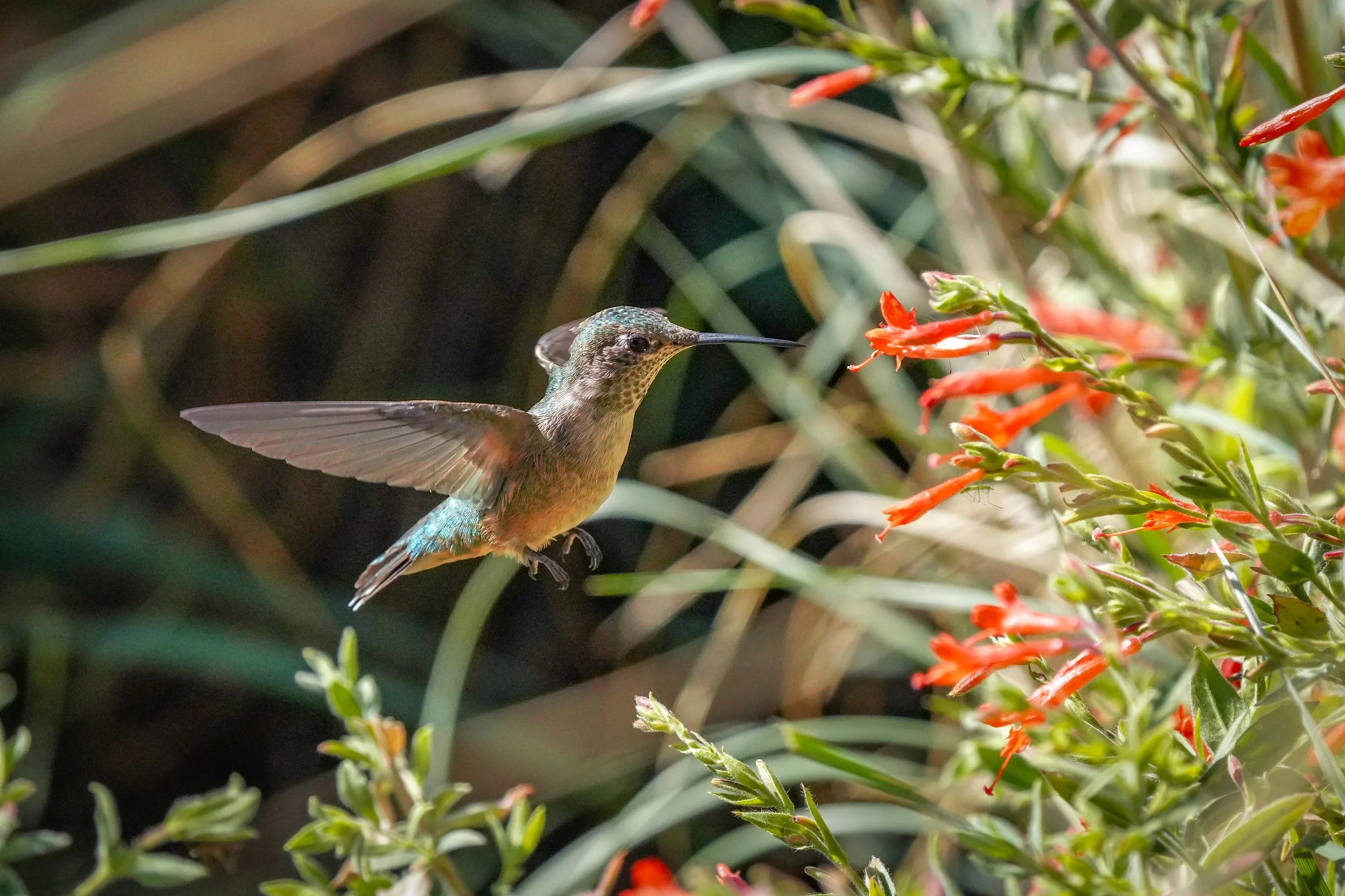 2024-09-07-kingery-nature-center-host-table-hummingbird-laura-sheets-5.jpg