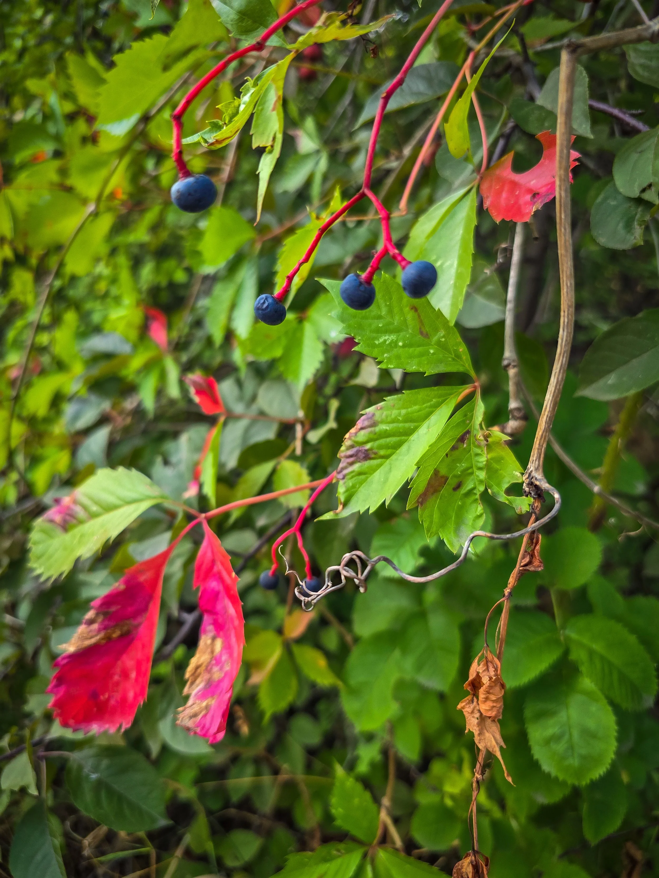 Fall colors starting to creep in