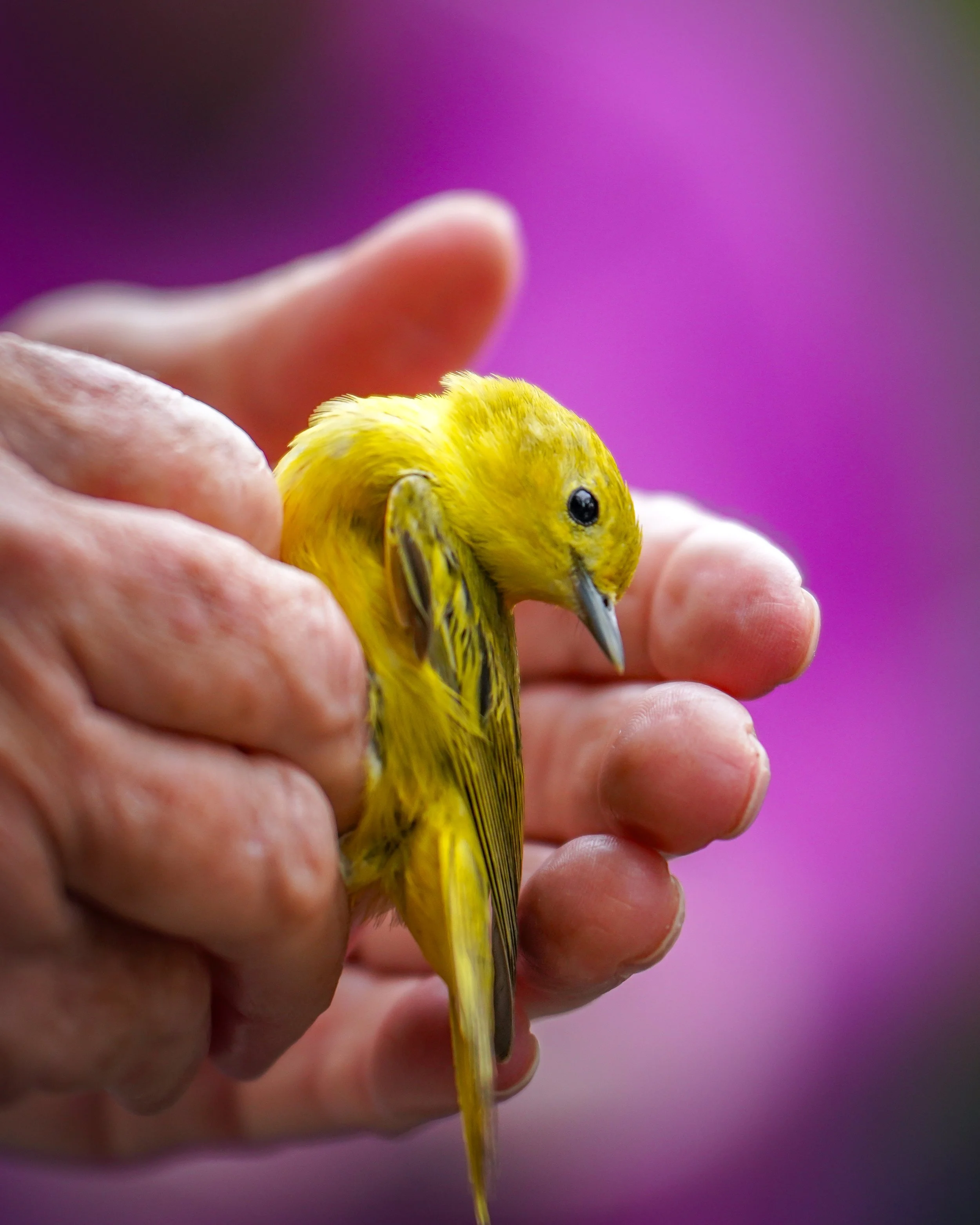 Yellow Warbler