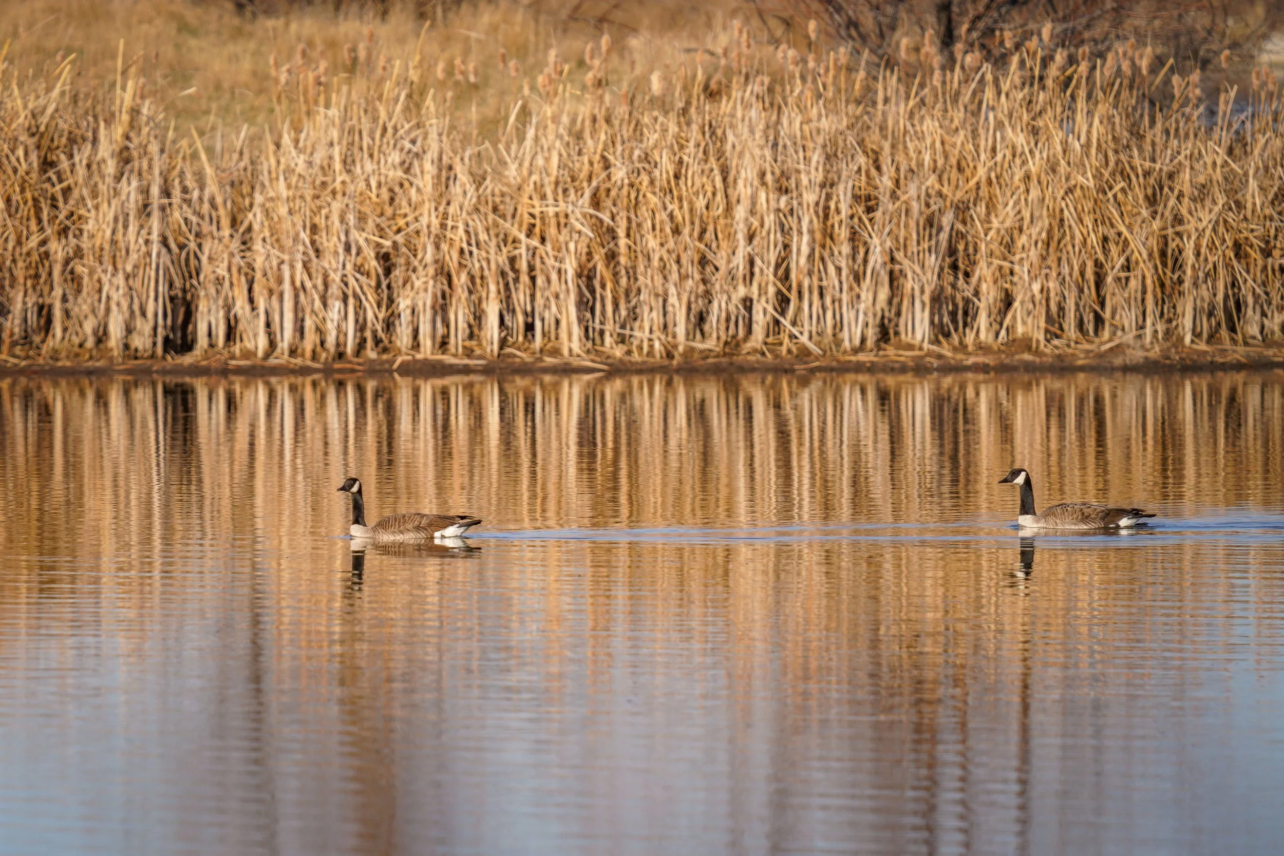 Canada Geese reflection