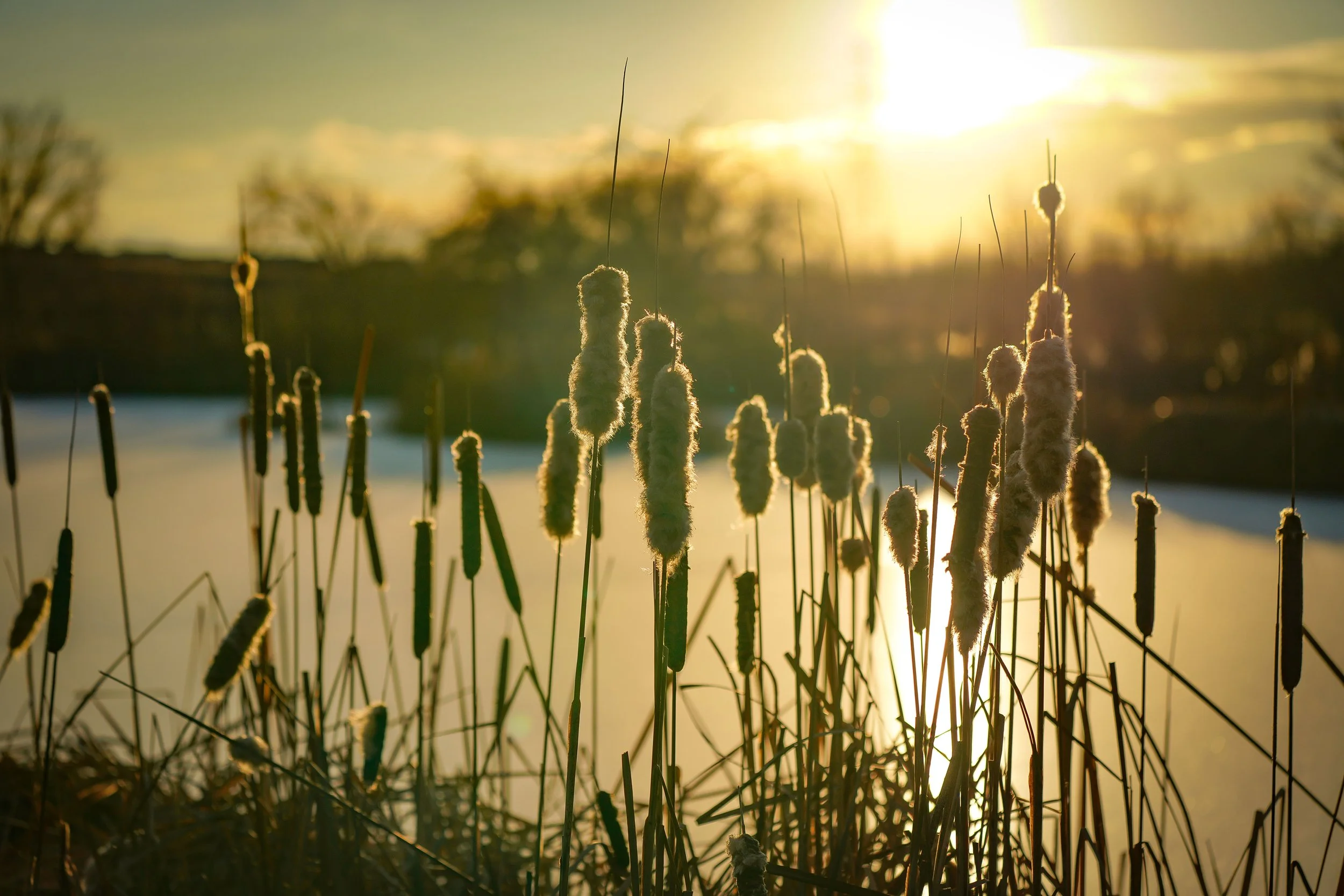 Golden hour cattails
