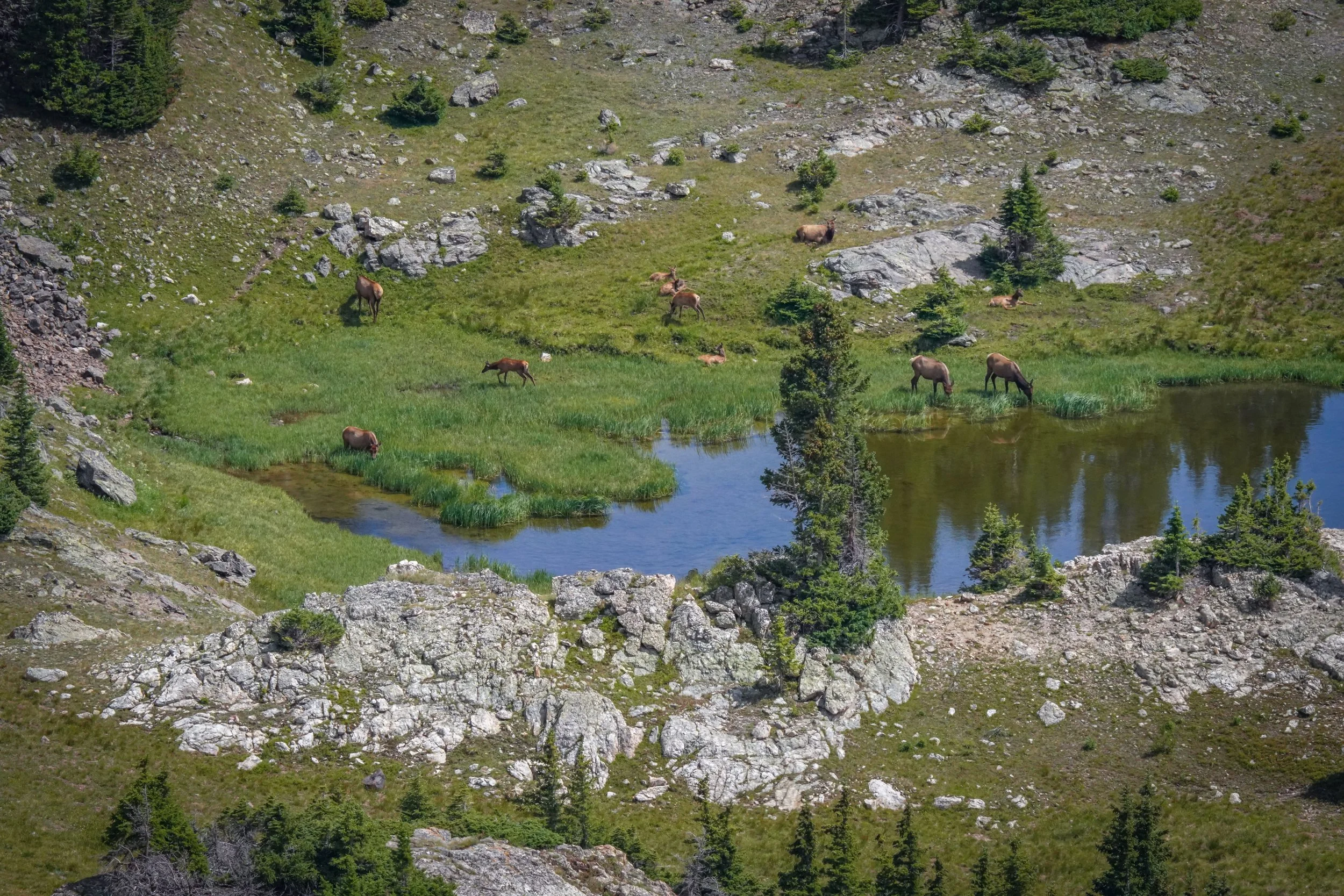 Found the elk!  They were way down below, staying out of the wind