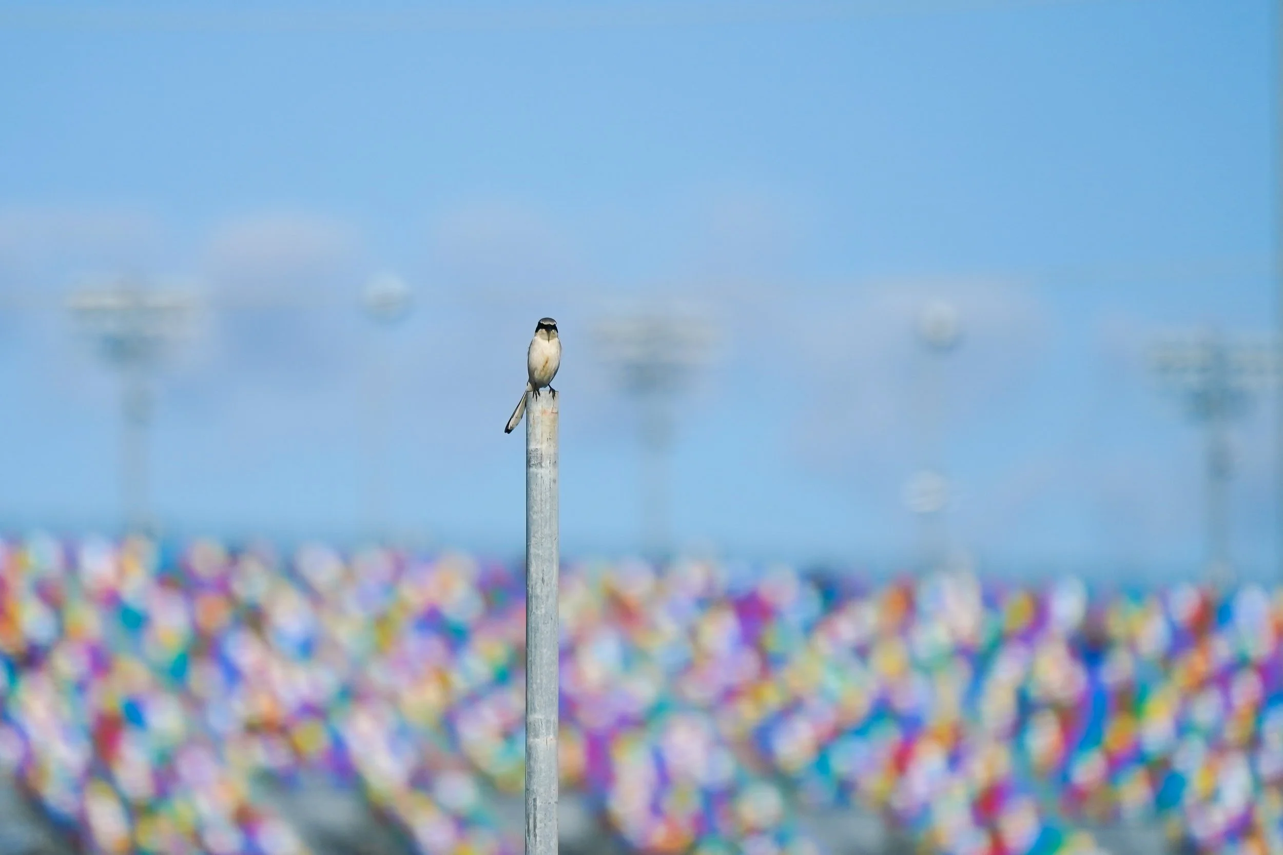 A Loggerhead Shrike posing in front of the grand stand