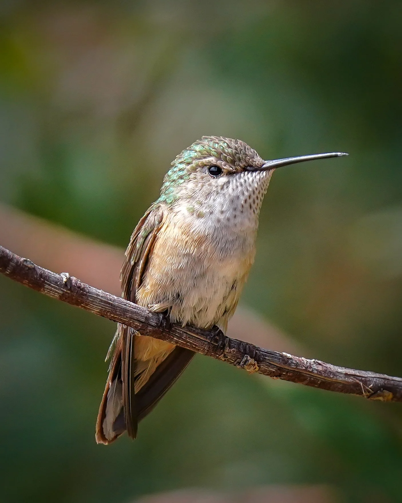 Broad-tailed Hummingbird (female)